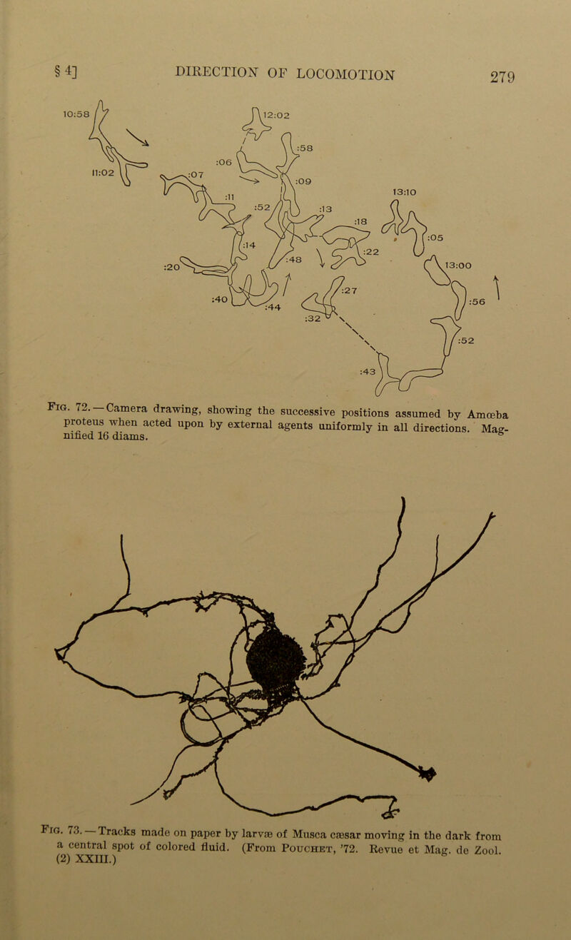 §4] DIRECTION OF LOCOMOTION Fig. <2. Camera drawing, showing the successive positions assumed by Amoeba proteus when acted upon by external agents uniformly in all directions. Mag- nified 16 diams. 6 Fig. 7.j. Tracks made on paper by larvae of Musca cmsar moving in the dark from a central spot of colored fluid. (From Pouchet, ’72. Revue et Mag. de Zool (2) XXIII.) &