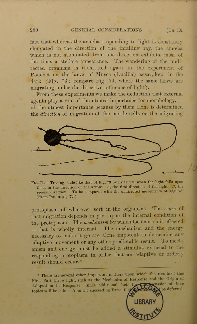 fact that whereas the amoeba responding to light is constantly elongated in the direction of the infalling ray, the amoeba which is not stimulated from one direction exhibits, most of the time, a stellate appearance. The wandering of the undi- rected organism is illustrated again in the experiment of Poucliet on the' larvte of Musca (Lucilia) cassar, kept in the dark (Fig. 78 ; compare Fig. 74, where the same larvae are migrating under the directive influence of light). From these experiments we make the deduction that external agents play a role of the utmost importance for morphology, — of the utmost importance because by them alone is determined the direction of migration of the motile cells or the migrating Fig. 74. —Tracing made like that of Fig. 73 by fly larvae, when the light falls upon them in the direction of the arrow. A, the first direction of the light; B, the second direction. To be compared with the undirected movements of Fig. 73. (From Pouchet, ’72.) protoplasm of whatever sort in the organism. The sense of that migration depends in part upon the internal condition of the protoplasm. The mechanism by which locomotion is effected — that is wholly internal. The mechanism and the energy necessary to make it go are alone impotent to determine ant adaptive movement or any other predictable result. To mech- anism and energy must be added a stimulus external to the responding protoplasm in order that an adaptive or ordeilt result should occur.* * There are several other important matters upon which the results of this First Part throw light, such as the Mechanics of Response and the Origin of Adaptation in Response. Since additional facts ft^ ,. topics will be gained from the succeeding Parts, ussion of these be deferred. LIBRARY w