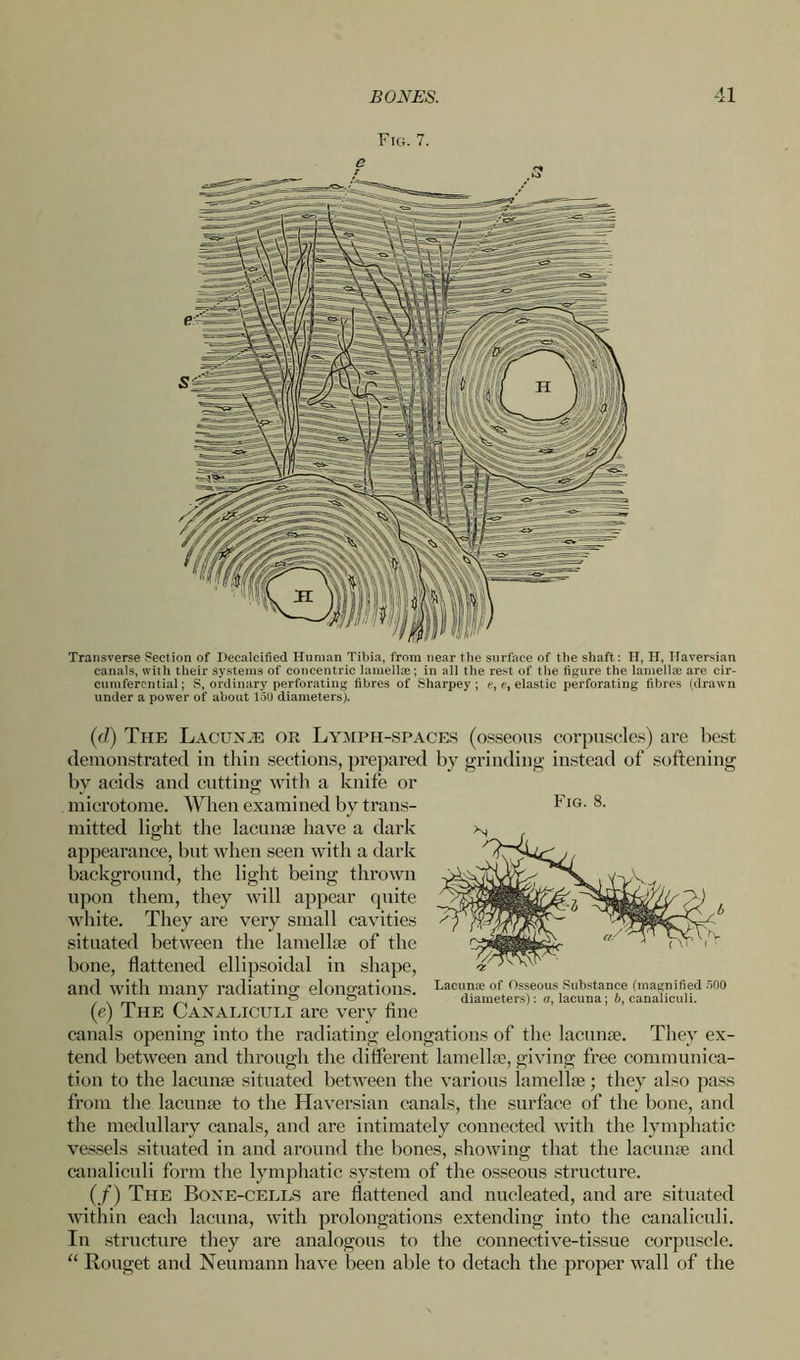 Fig. 7. Transverse Section of Decalcified Human Tibia, from near the surface of the shaft: II, H, Haversian canals, with their systems of concentric lamellte; in all the rest of tlie figure the lamella; are cir- cumferential; S, ordinary perforating fibres of Sharpey ; e, e, elastic perforating fibres (drawn under a power of about 150 diameters). Fig. 8. (d) The Lacunae or Lymph-spaces (osseous corpuscles) are best demonstrated in thin sections, prepared by grinding instead of softening bv acids and cutting with a knife or microtome. When examined by trans- mitted light the lacunae have a dark appearance, but when seen with a dark background, the light being thrown upon them, they will appear quite white. They are very small cavities situated between the lamellae of the bone, flattened ellipsoidal in shape, and with many radiating elongations. (e) The Canaliculi are very fine canals opening into the radiating elongations of the lacunae. They ex- tend between and through the different lamellae, giving free communica- tion to the lacunae situated between the various lamellae; they also pass from the lacunae to the Haversian canals, the surface of the bone, and the medullary canals, and are intimately connected with the lymphatic vessels situated in and around the bones, showing that the lacunae and canaliculi form the lymphatic system of the osseous structure. (/) The Bone-cells are flattened and nucleated, and are situated within each lacuna, with prolongations extending into the canaliculi. In structure they are analogous to the connective-tissue corpuscle. “ Rouget and Neumann have been able to detach the proper wall of the Lacunce of Osseous Substance (magnified 500 diameters): a, lacuna; b, canaliculi.