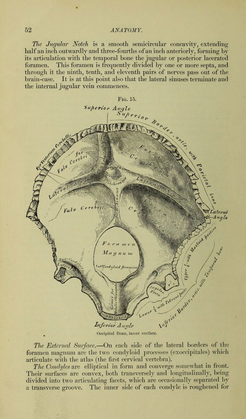 The Jugular Notch is a smooth semicircular concavity, extending half an inch outwardly and three-fourths of an inch anteriorly, forming by its articulation with the temporal bone the jugular or posterior lacerated foramen. This foramen is frequently divided by one or more septa, and through it the ninth, tenth, and eleventh pairs of nerves pass out of the brain-case. It is at this point also that the lateral sinuses terminate and the internal jugular vein commences. Fig. 15. The External Surface.—On each side of the lateral borders of the foramen magnum are the two condyloid processes (exocci pi tales) which articulate with the atlas (the first cervical vertebra). The Condyles are elliptical in form and converge somewhat in front. Their surfaces are convex, both transversely and longitudinally, being divided into two articulating facets, which are occasionally separated by a transverse groove. The inner side of each condyle is roughened for