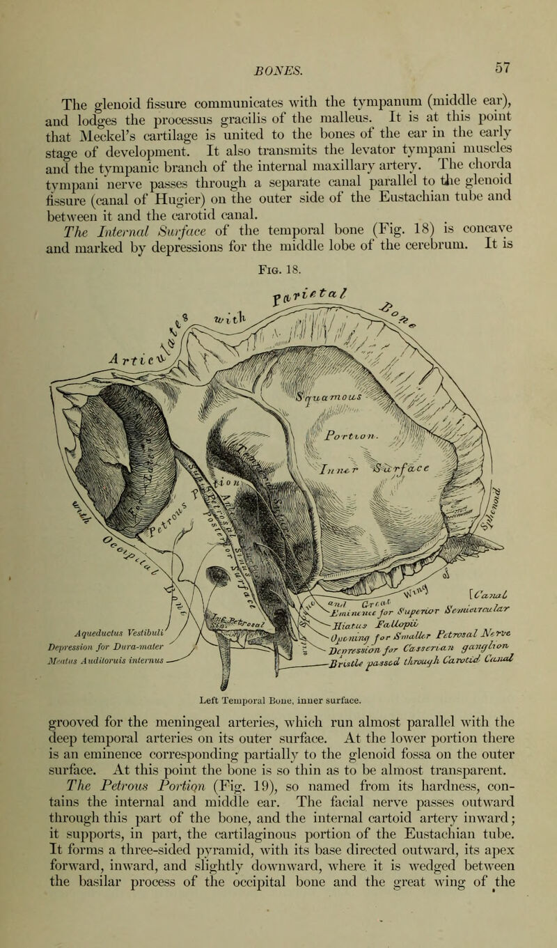 The glenoid fissure communicates with the tympanum (middle ear), and lodges the processus gracilis of the malleus. It is at this point that Meckel’s cartilage is united to the bones of the ear in the early stage of development. It also transmits the levator tympani muscles and the tympanic branch of the internal maxillary artery. 1 he chorda tympani nerve passes through a separate canal parallel to the glenoid fissure (canal of Hugier) on the outer side of the Eustachian tube and between it and the carotid canal. The Internal Surface of the temporal bone (Fig. 18) is concave and marked by depressions for the middle lobe of the cerebrum. It is Fig. 18. Left Temporal Boue, inner surface. grooved for the meningeal arteries, which run almost parallel with the deep temporal arteries on its outer surface. At the lower portion there is an eminence corresponding partially to the glenoid fossa on the outer surface. At this point the bone is so thin as to be almost transparent. The Petrous Portion (Fig. 19), so named from its hardness, con- tains the internal and middle ear. The facial nerve passes outward through this part of the bone, and the internal cartoid artery inward; it supports, in part, the cartilaginous portion of the Eustachian tube. It forms a three-sided pyramid, with its base directed outward, its apex forward, inward, and slightly downward, where it is wedged between the basilar process of the occipital bone and the great wing of the A queductus Vestibuli Depression for Dura-mater Meatus Auditoruis internus [ C 'a sea L neeJor Superior Se'uueirraletr Hiatus I’cvUopiL Opening for Smaller Petrosal Nerve Dcnression for Cassenan gang lion passed, through Caroled Lanai A rti c t~ tz /,