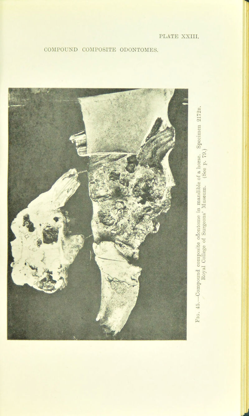 PLATE XXIII. COMPOUND COMPOSITE ODONTOMES.