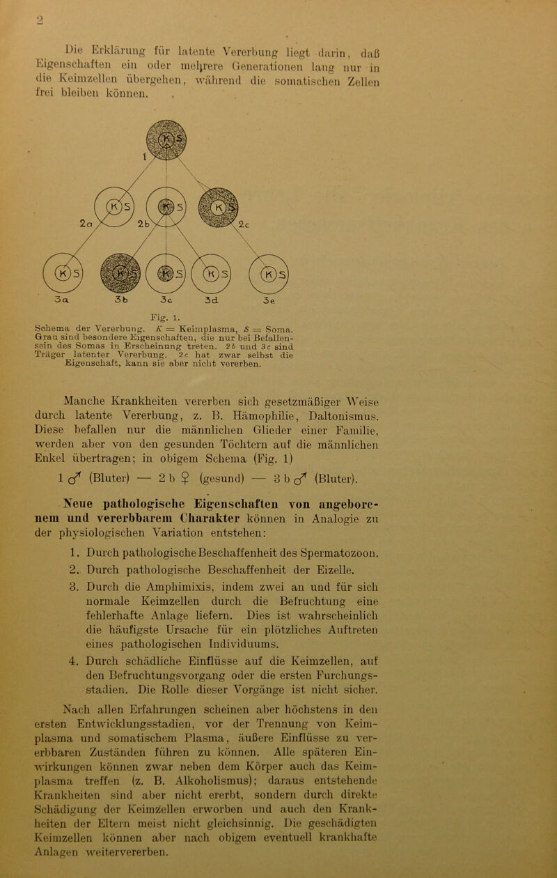 Die Erklärung für latente Vererbung liegt darin, daß Eigenschaften ein oder mehrere Generationen lang nur in die Keimzellen übergehen, während die somatischen Zellen frei bleiben können. 3a 3b 3c 3cL 3e Fig. 1. Schema der Vererbung. K = Keimplasma, 5 = Soma. Grau sind besondere Eigenschaften, die nur bei Befallen- sein des Somas in Erscheinung treten. 2b und 3 c sind Träger latenter Vererbung. 2c hat zwar selbst die Eigenschaft, kann sie aber nicht vererben. Manche Krankheiten vererben sich gesetzmäßiger Weise durch latente Vererbung, z. B. Hämophilie, Daltonismus. Diese befallen nur die männlichen Glieder einer Familie, werden aber von den gesunden Töchtern auf die männlichen Enkel übertragen; in obigem Schema (Fig. 1) 1 o* (Bluter) — 2 b $ (gesund) — 3 b q* (Bluter). Neue pathologische Eigenschaften von angebore- nem und vereinbarem Charakter können in Analogie zu der physiologischen Variation entstehen: 1. Durch pathologische Beschaffenheit des Spermatozoon. 2. Durch pathologische Beschaffenheit der Eizelle. 3. Durch die Amphimixis, indem zwei an und für sich normale Keimzellen durch die Befruchtung eine fehlerhafte Anlage liefern. Dies ist wahrscheinlich die häufigste Ursache für ein plötzliches Auftreten eines pathologischen Individuums. 4. Durch schädliche Einflüsse auf die Keimzellen, auf den Befruchtungsvorgang oder die ersten Furchungs- stadien. Die Rolle dieser Vorgänge ist nicht sicher. Nach allen Erfahrungen scheinen aber höchstens in den ersten Entwicklungsstadien, vor der Trennung von Keim- plasma und somatischem Plasma, äußere Einflüsse zu ver- erbbaren Zuständen führen zu können. Alle späteren Ein- wirkungen können zwar neben dem Körper auch das Keim- plasma treffen (z. B. Alkoholismus); daraus entstehende Krankheiten sind aber nicht ererbt, sondern durch direkte ►Schädigung der Keimzellen erworben und auch den Krank- heiten der Eltern meist nicht gleichsinnig. Die geschädigten Keimzellen können aber nach obigem eventuell krankhafte Anlagen weitervererben.