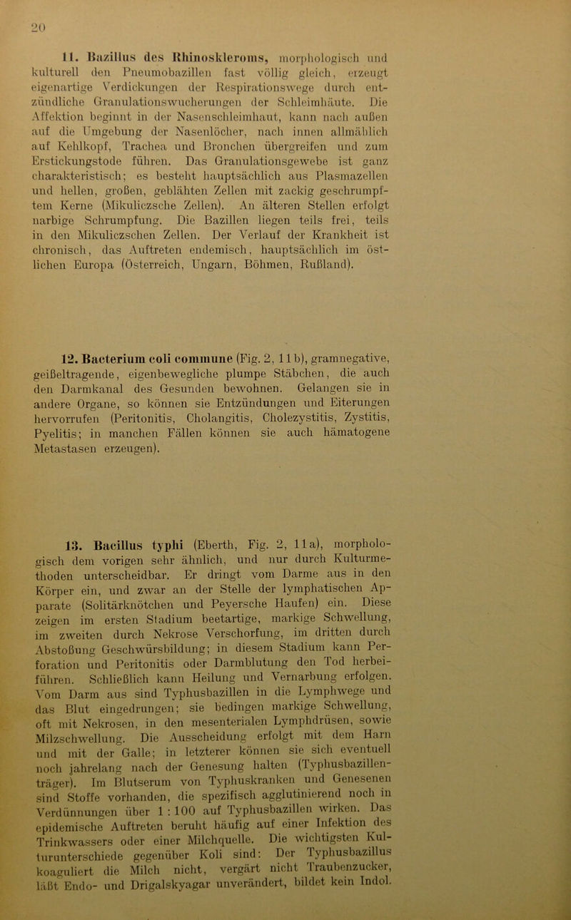 11. Bazillus des Rhinoskleroms, morphologisch und kulturell den Pneumobazillen fast völlig gleich, erzeugt eigenartige Verdickungen der Respirationswege durch ent- zündliche Granulationswucherungen der Schleimhäute. Die Affektion beginnt in der Nasenschleimhaut, kann nach außen auf die Umgebung der Nasenlöcher, nach innen allmählich auf Kehlkopf, Trachea und Bronchen übergreifen und zum Erstickungstode führen. Das Granulationsgewebe ist ganz charakteristisch; es besteht hauptsächlich aus Plasmazellen und hellen, großen, geblähten Zellen mit zackig geschrumpf- tem Kerne (Mikuliczsche Zellen). An älteren Stellen erfolgt narbige Schrumpfung. Die Bazillen liegen teils frei, teils in den Mikuliczschen Zellen. Der Verlauf der Krankheit ist chronisch, das Auftreten endemisch, hauptsächlich im öst- lichen Europa (Österreich, Ungarn, Böhmen, Rußland). 12. Bacterium coli commune (Fig. 2, 11b), gramnegative, geißeltragende, eigenbewegliche plumpe Stäbchen, die auch den Darmkanal des Gesunden bewohnen. Gelangen sie in andere Organe, so können sie Entzündungen und Eiterungen hervorrufen (Peritonitis, Cholangitis, Cholezystitis, Zystitis, Pyelitis; in manchen Fällen können sie auch hämatogene Metastasen erzeugen). 13. Bacillus typhi (Eberth, Fig. 2, 11a), morpholo- gisch dem vorigen sehr ähnlich, und nur durch Kulturme- thoden unterscheidbar. Er dringt vom Darme aus in den Körper ein, und zwar an der Stelle der lymphatischen Ap- parate (Solitärknötchen und Peyersclie Haufen) ein. Diese zeigen im ersten Stadium beetartige, markige Schwellung, im zweiten durch Nekrose Verschorfung, im dritten durch Abstoßung Geschwürsbildung; in diesem Stadium kann Per- foration und Peritonitis oder Darmblutung den Tod herbei- führen. Schließlich kann Heilung und Vernarbung erfolgen. Vom Darm aus sind Typhusbazillen in die Lymphwege und das Blut eingedrungen; sie bedingen markige Schwellung, oft mit Nekrosen, in den mesenterialen Lymphdrüsen, sowie Milzschwellung. Die Ausscheidung eriolgt mit dem Harn und mit der Galle; in letzterer können sie sich eventuell noch jahrelang nach der Genesung halten (lyphusbazillen- träger). Im Blutserum von Typhuskranken und Genesenen sind Stoffe vorhanden, die spezifisch agglutinierend noch in Verdünnungen über 1:100 auf Typhusbazillen wirken. Das epidemische Auftreten beruht häufig auf einer Infektion des Trinkwassers oder einer Milchquelle. Die wichtigsten Kul- turunterschiede gegenüber Koli sind: Der lyphusbazillus koaguliert die Milch nicht, vergärt nicht rraubenzucker, läßt Endo- und Drigalskyagar unverändert, bildet kein Indol.