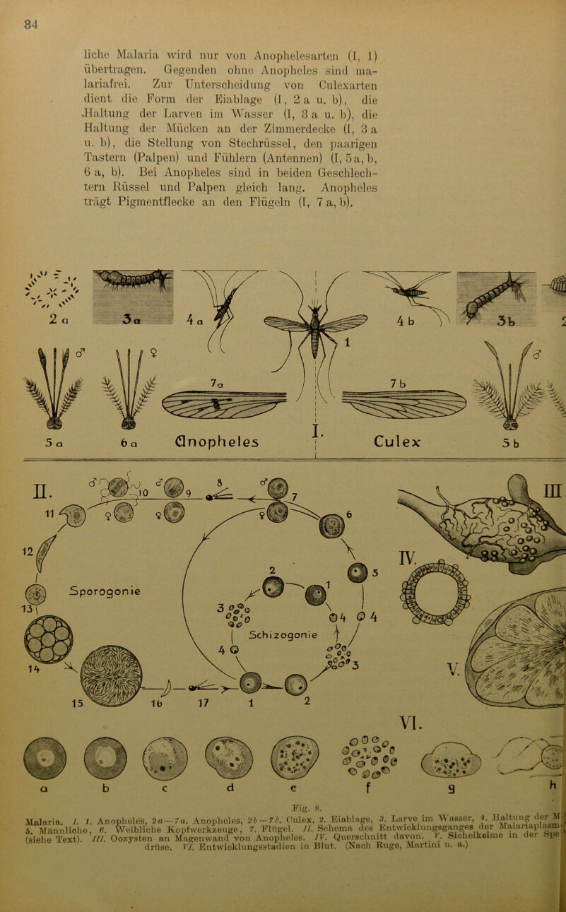 liehe Malaria wird nur von Anophelesarten (I, 1) übertragen. Gegenden ohne Anopheles sind ma- lariafrei. Zur Unterscheidung von Culexarten dient die Form der Eiablage (I, 2 a u. b), die .Haltung der Larven im Wasser (I, 3 a u. b), die Haltung der Mücken an der Zimmerdecke (1, 3 a u. b), die Stellung von Stechrüssel, den paarigen Tastern (Palpen) und Fühlern (Antennen) (I, 5a, b, 6 a, b). Bei Anopheles sind in beiden Geschlech- tern Rüssel und Palpen gleich lang. Anopheles trägt Pigmentflecke an den Flügeln (I, 7 a, b). VI SA-’« O S O ®0 e f Fig. S. Malaria, l. 1. Anopiieies, za—/a. Anopneies, wuiüa, ? 5. Männliche, G. Weibliche Kopfwerkzeuge, 7. Flügel. //. Schema des Entwicklungsganges der (siehe Text). III. Oozysten an Magenwand von Anopheles. IV. Querschnitt davon, i . Sicnelkemie in i B 1 drüse. VI. Entwicklungsstadien in Blut. (Nach Rüge, Martini u. n.)
