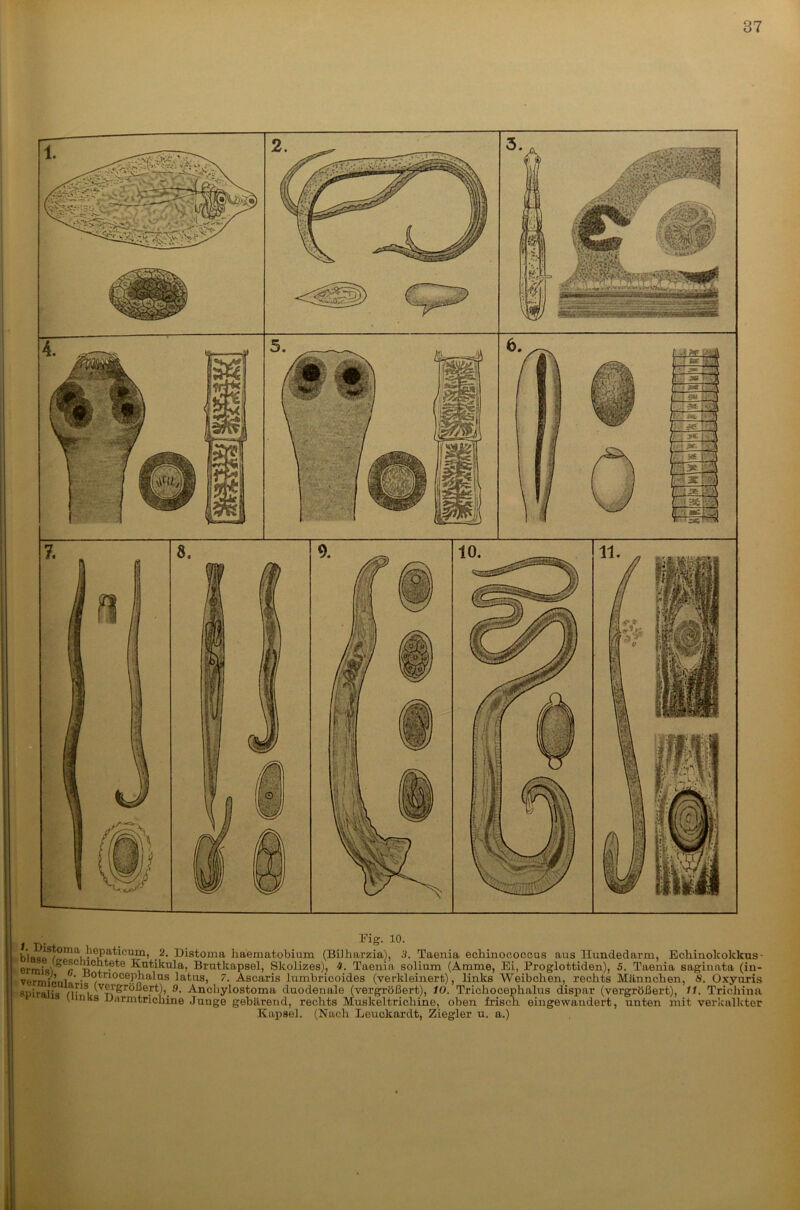 1 TV Fig. 10. b'la<^p1 * * * S * *^^n\•l<lPia^cum, Distoma haematobium (BiJharzia), 3. Taenia echinococcus aus Hundedarm, Echinokokkus- ermisi^- n + • Brntkapsel, Skolizes), t. Taenia solium (Amme, Ei, Proglottiden), 5. Taenia saginata (iu- vermiönlnV' ^otnoeeph^ains latus, 7. Ascaris Jumbricoides (verkleinert), links Weibchen, rechts Männchen, 8. Oxyirris »piralis k Vn'^r*J • 9‘ Anchylostoma duodenale (vergrößert), 10. Trichocephalus disimr (vergrößert), 11. Trichina. ' Inas JJarmtrichine Junge gebärend, rechts Muskeltrichine, oben irisch eingewandert, unten mit verkalkter Kapsel. (Nach Leuckardt, Ziegler u. a.)