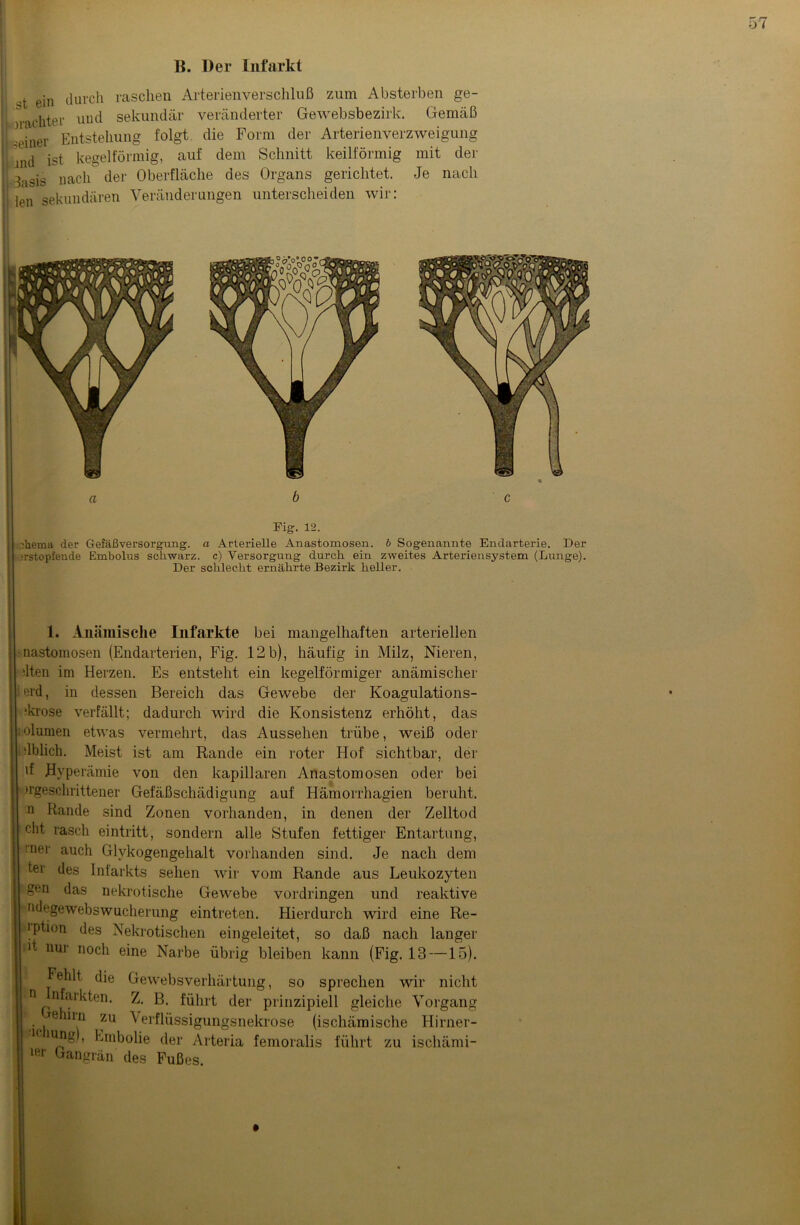 B. Der Infarkt t ejn durch raschen Arterienverschluß zum Absterben ge- machter und sekundär veränderter Gewebsbezirk. Gemäß deiner Entstehung folgt die Form der Arterienverzweigung jnd ist kegelförmig, auf dem Schnitt keilförmig mit der hsis nach der Oberfläche des Organs gerichtet. Je nach len sekundären Veränderungen unterscheiden wir: Fig. 12. Aetna der Gefäßversorgung, a Arterielle Anastomosen. b Sogenannte Endarterie. Der ?rstopfende Embolus schwarz, c) Versorgung durch ein zweites Arteriensystem (Lunge). Der schlecht ernährte Bezirk heller. 1. Anämische Infarkte bei mangelhaften arteriellen nastomosen (Endarterien, Fig. 12 b), häufig in Milz, Nieren, dten im Herzen. Es entsteht ein kegelförmiger anämischer ierd, in dessen Bereich das Gewebe der Koagulations- ikrose verfällt; dadurch wird die Konsistenz erhöht, das : olumen etwas vermehrt, das Aussehen trübe, weiß oder i üblich. Meist ist am Rande ein roter Hof sichtbar, der if Hyperämie von den kapillaren Anastomosen oder bei ^geschrittener Gefäßschädigung auf Hämorrhagien beruht, n Rande sind Zonen vorhanden, in denen der Zelltod cht rasch eintritt, sondern alle Stufen fettiger Entartung, 'her auch Glykogengehalt vorhanden sind. Je nach dem ter des Infarkts sehen wir vom Rande aus Leukozyten ’gen das nekrotische Gewebe Vordringen und reaktive HidegewebsWucherung eintreten. Hierdurch wird eine Re- aiption des Nekrotischen eingeleitet, so daß nach langer 1 UU1 noch eine Narbe übrig bleiben kann (Fig. 13 —15). ' die Gewebsverhärtung, so sprechen wir nicht n ufmkten. Z. B. führt der prinzipiell gleiche Vorgang e irn zu Verflüssigungsnekrose (ischämische Hirner- ■iciung)) Embolie der Arteria femoralis führt zu ischämi- ‘er Gangrän des Fußes.