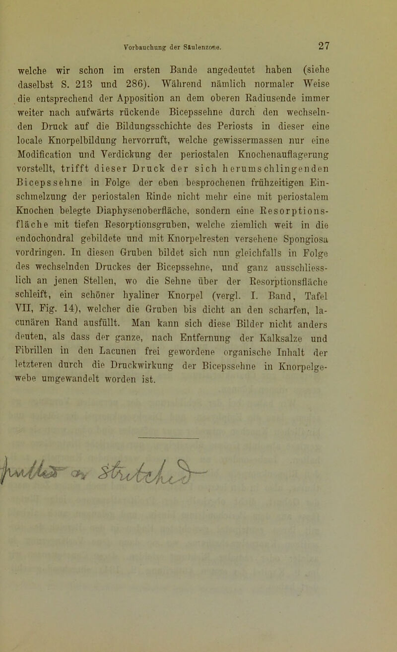 welche wir schon im ersten Bande angedeutet haben (siehe daselbst S. 213 und 286). Während nämlich normaler Weise die entsprechend der Apposition an dem oberen Radiusende immer weiter nach aufwärts rückende Bicepssehne durch den wechseln- den Druck auf die Bildungsschichte des Periosts in dieser eine locale Knorpelbildung hervorruft, welche gewissermassen nur eine Modification und Verdickung der periostalen Knochenauflagerung vorstellt, trifft dieser Druck der sich herumschlingenden Bicepssehne in Folge der eben besprochenen frühzeitigen Ein- schmelzung der periostalen Rinde nicht mehr eine mit periostalem Knochen belegte Diaphysonoberfläche, sondern eine Resorptions- fläche mit tiefen Resorptionsgruben, welche ziemlich weit in die endochondral gebildete und mit Knorpelresten versehene Spongiosa Vordringen. In diesen Gruben bildet sich nun gleichfalls in Folge des wechselnden Druckes der Bicepssehne, und ganz ausschliess- lich an jenen Stellen, wo die Sehne über der Resorptionsfläche schleift, ein schöner hyaliner Knorpel (vergl. I. Band, Tafel VII, Fig. 14), welcher die Gruben bis dicht an den scharfen, la- cunären Rand ausfüllt. Man kann sich diese Bilder nicht anders deuten, als dass der ganze, nach Entfernung der Kalksalze und Fibrillen in den Lacunen frei gewordene organische Inhalt der letzteren durch die Druckwirkung der Bicepssehne in Knorpelge- webe umgewandelt worden ist.