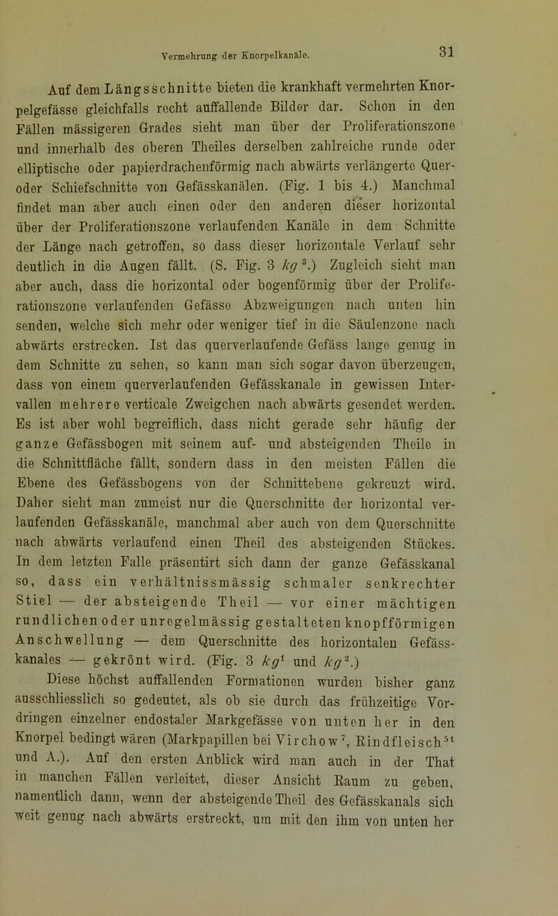 Auf dem Längsschnitte bieten die krankhaft vermehrten Knor- pelgefässe gleichfalls recht auffallende Bilder dar. Schon in den Fällen massigeren Grades sieht man über der Proliferationszone und innerhalb des oberen Theiles derselben zahlreiche runde oder elliptische oder papierdracheiiförmig nach abwärts verlängerte Quer- odor Schiefschnitte von Gefässkanälen. (Fig. 1 bis 4.) Manchmal findet man aber auch einen oder den anderen dieser horizontal über der Proliferationszone verlaufenden Kanäle in dem Schnitte der Länge nach getroffen, so dass dieser horizontale Verlauf sehr deutlich in die Augen fällt. (S. Fig. 3 kg 8.) Zugleich sicht man aber auch, dass die horizontal oder bogenförmig übor der Prolife- rationszono vorlaufenden Gefässe Abzweigungen nach unten hin senden, welche sich mehr oder weniger tief in die Säulenzone nach abwärts erstrecken. Ist das querverlaufende Gefäss lange genug in dem Schnitte zu sehen, so kann mau sich sogar davon überzeugen, dass von einem querverlaufenden Gefässkanale in gewissen Inter- vallen mehrere verticale Zweigehen nach abwärts gesendet werden. Es ist aber wohl begreiflich, dass nicht gerade sehr häufig der ganze Gefässbogpn mit seinem auf- und absteigenden Theile in die Schnittfläche fällt, sondern dass in den meisten Fällen die Ebene des Gefässbogens von der Schuittebeno gekreuzt wird. Daher sieht man zumeist nur die Querschnitte der horizontal ver- laufenden Gofässkanäle, manchmal aber auch von dem Querschnitte nach abwärts vorlaufcnd einen Theil des absteigenden Stückes. In dem letzten Falle präsentirt sich dann der ganze Gefässkanal so, dass ein verhältnissmässig schmaler senkrechter Stiel — der absteigende Theil — vor einer mächtigen rundlichen oder unregelmässig gestalteten knopfförmigen Anschwellung — dem Querschnitte des horizontalen Gefäss- kanales — gekrönt wird. (Fig. 3 kg1 und kg2.) Diese höchst auffallenden Formationen wurden bisher ganz ausschliesslich so gedeutet, als ob sie durch das frühzeitige Vor- dringen einzelner endostaler Markgefässe von unten her in den Knorpel bedingt wären (Markpapillen bei Virchow7, Kindfleisch51 und A.). Auf den ersten Anblick wird man auch in der That in manchen Fällen verleitet, dieser Ansicht Raum zu geben, namentlich dann, wenn der absteigende Theil des Gefässkanals sich weit genug nach abwärts erstreckt, um mit den ihm von unten her