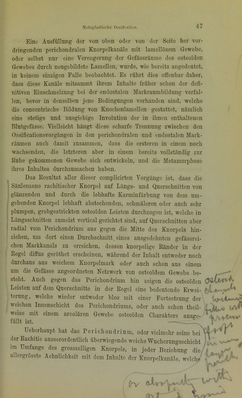 Hetaplastisclic OssiJloation. Eine Ausfüllung der von oben oder von der Seite her vor- dringenden perichondralen Knorpelkanäle mit lamcllösom Gewebe, oder selbst nur eine Verengerung der Gefässräume des osteoiden Gewebes durch neugebildete Lamellen, wurde, wie bereits angedeutet, in keinem einzigen Falle beobachtet. Es rührt dies offenbar daher, dass diese Kanäle mitsammt ihrem Inhalte früher schon der defi- nitiven Einschmelzung bei der endostalen Markraumbildung verfal- len, bevor in denselben jene Bedingungen vorhanden sind, welche die concentrische Bildung von Knochenlamellen gestattet, nämlich eine stetige und ausgiebige Involution der in ihnen enthaltenen Blutgefässe. Vielleicht hängt diese scharfe Trennung zwischen den Ossificationsvorgängen in den perichondralen und endostalen Mark- räumen auch damit zusammen, dass die ersteren in einem noch wachsenden, die letzteren aber in einem bereits vollständig zur Ruhe gekommenen Gewebe sich entwickeln, und die Metamorphose ihres Inhaltes durchzumachen haben. Das Rosultat aller dieser complicirten Vorgänge ist, dass die ' Säulenzone rachitischer Knorpel auf Längs- und Querschnitten von glänzenden und durch die lebhafte Karminfärbung von dem um- gebenden Knorpel lebhaft abstechenden, schmäleren oder auch sehr plumpen, grobgestrickten osteoiden Leisten durchzogen ist, welche in Längsschnitten zumeist vertical gerichtet sind, auf Querschnitten aber radial vom Perichondrium aus gegen die Mitte des Knorpels hin- ziehen, um dort einen Durchschnitt.eines ausgedehnten gefässrei- chen Markkanals zu erreichen, dessen knorpelige Ränder in der Regel diffus geröthet erscheinen, während der Inhalt entweder noch durchaus aus weichem Knorpelmark odoi' auch schon aus einem um die Gefässe angeordneten Netzwerk von osteoidem Gewebe be- stellt. Auch ereeren das Perichondrium hin zeigen die osteoiden M 0-0 mil ÄUlgCIl U1U UöttJUHlüIl V ^ * Leisten auf dem Querschnitte in der Regel eine bedeutende Erwei- ■ tcrung, welche wieder entweder blos mit einer Fortsetzung der weichen Innenschicht dos Perichondriums, oder auch schon theil- tj. ... einem areolären Gewebe osteoiden Charakters ausge- weise mit füllt ist. Uoborhaupt hat das Perichondrium, oder vielmehr soine bei f T ?•$**»* W der Rachitis ausserordentlich überwiegende weiche Wucherungsschicht im Umfange des grosszelligen Knorpels, in jeder Beziehung die allergrösste Aehnlichkeit mit dem Inhalte der Knorpelkanäle, welch 0V i