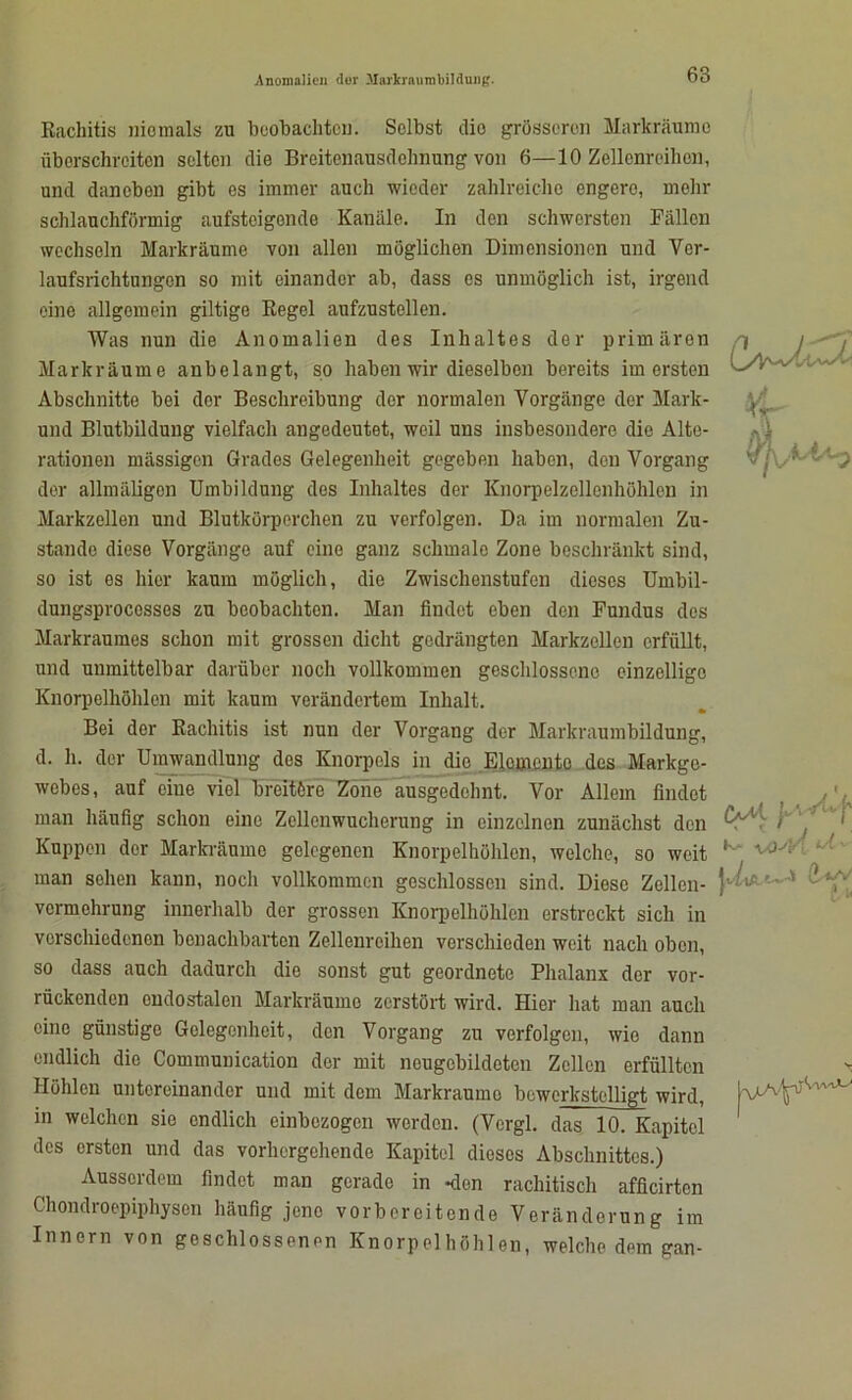 Rachitis niemals zu beobachten. Selbst die grösseren Markräume überschreiten selten die Breitenausdehnung von 6—10 Zellcnreihon, und daneben gibt es immer auch wieder zahlreiche engere, mehr schlauchförmig aufsteigende Kanäle. In den schwersten Fällen wechseln Markräume von allen möglichen Dimensionen und Ver- laufsrichtungon so mit einander ab, dass es unmöglich ist, irgend eine allgemein gütige Regel aufzustellen. Was nun die Anomalien des Inhaltes der primären Markräume anbelangt, so haben wir dieselben bereits im ersten Abschnitte bei der Beschreibung der normalen Vorgänge der Mark- und Blutbildung vielfach angedeutet, weil uns insbesondere die Alte- rationen massigen Grades Gelegenheit gegeben haben, den Vorgang der allmäligon Umbildung des Inhaltes der Knorpelzellenhöhlen in Markzellen und Blutkörperchen zu verfolgen. Da im normalen Zu- stande diese Vorgänge auf eine ganz schmale Zone beschränkt sind, so ist es hier kaum möglich, die Zwischenstufen dieses Umbil- dungsprocosses zu beobachten. Man findet eben den Fundus des Markraumes schon mit grossen dicht gedrängten Markzellen erfüllt, und unmittelbar darüber noch vollkommen geschlossene einzellige Knorpelhöhlen mit kaum verändertem Inhalt. Bei der Rachitis ist nun der Vorgang der Markraumbildung, d. h. der Umwandlung des Knorpels in die Elemente des Markge- webes, auf eine viel breitöre Zone ausgedehnt. Vor Allem findet man häufig schon eine Zellenwucherung in einzelnen zunächst den Kuppen der Markräume gelegenen Knorpelhöhlen, welche, so weit ; man sehen kann, noch vollkommen geschlossen sind. Diese Zellen- ) Vermehrung innerhalb der grossen Knorpelhöhlen erstreckt sich in verschiedenen benachbarten Zellenreihen verschieden weit nach oben, so dass auch dadurch die sonst gut geordnete Phalanx der vor- rückenden ondostalen Markräume zerstört wird. Hier hat man auch eine günstige Gelegenheit, den Vorgang zu verfolgen, wie dann endlich die Communication der mit nougobildoten Zellen erfüllten Höhlen untereinander und mit dem Markraumo bewerkstelligt wird, in welchen sie endlich einbezogen werden. (Vergl. das 10. Kapitel des ersten und das vorhergehende Kapitel dieses Abschnittes.) Ausserdem findet man gerade in -den rachitisch afficirtcn Chondroepiphysen häufig jene vorbereitende Veränderung im Innern von geschlossenen Knorpelhöhlen, welche dem gan-