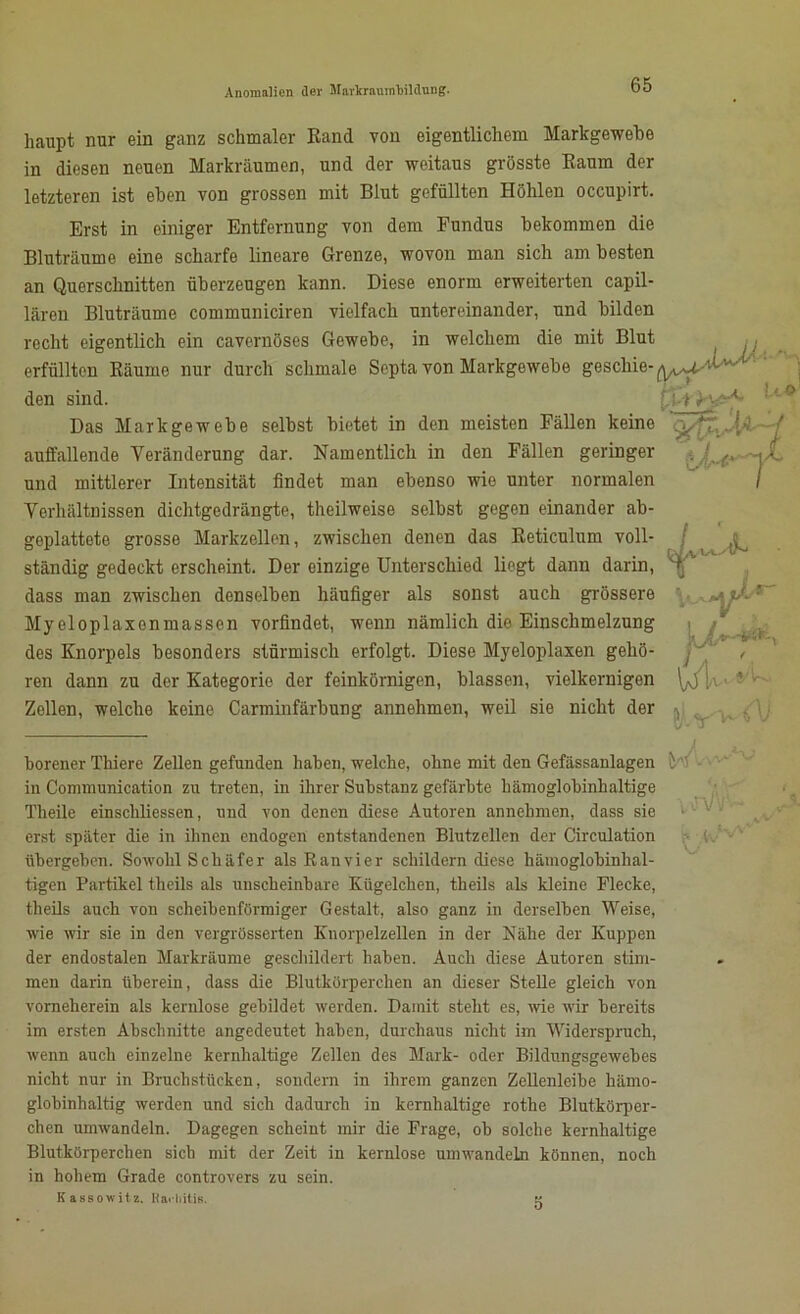 haupt nur ein ganz schmaler Band von eigentlichem Markgewebe in diesen neuen Markräumen, und der weitaus grösste Kaum der letzteren ist eben von grossen mit Blut gefüllten Höhlen occupirt. Erst in einiger Entfernung von dem Fundus bekommen die Bluträume eine scharfe lineare Grenze, wovon man sich am besten an Querschnitten überzeugen kann. Diese enorm erweiterten capil- lären Bluträume communiciren vielfach untereinander, und bilden recht eigentlich ein cavernöses Gewebe, in welchem die mit Blut erfüllten Räume nur durch schmale Septa von Markgewebe geschie- den sind. [.'->>;■ A- ' ° Das Markgewebe selbst bietet in den meisten Fällen keine ^*T'._..[>! f auffallende Veränderung dar. Namentlich in den Fällen geringer . ■ ^ und mittlerer Intensität findet man ebenso wie unter normalen Verhältnissen dichtgedrängte, theilweise selbst gegen einander ab- geplattete grosse Markzellen, zwischen denen das Reticulum voll- ständig gedeckt erscheint. Der einzige Unterschied liegt dann darin dass man zwischen denselben häufiger als sonst auch grössere Myeloplaxenmassen vorfindet, wenn nämlich die Einschmelzung des Knorpels besonders stürmisch erfolgt. Diese Myeloplaxen gehö- ren dann zu der Kategorie der feinkörnigen, blassen, vielkeruigen Zellen, welche keine Carminfärbung annehmen, weil sie nicht der borener Thiere Zellen gefunden haben, welche, ohne mit den Gefässanlagen i in Communication zu treten, in ihrer Substanz gefärbte hämoglobinhaltige Theile einsclüiessen, und von denen diese Autoren annehmen, dass sie erst später die in ihnen endogen entstandenen Blutzellen der Circulation übergehen. Sowohl Schäfer als Ranvier schildern diese hämoglobinhal- tigen Partikel theils als unscheinbare Kügelchen, theils als kleine Flecke, theils auch von scheibenförmiger Gestalt, also ganz in derselben Weise, wie wir sie in den vergrösserten Knorpelzellen in der Nähe der Kuppen der endostalen Markräume geschildert haben. Auch diese Autoren stim- men darin üherein, dass die Blutkörperchen an dieser Stelle gleich von vomeherein als kernlose gebildet werden. Damit steht es, wie wir bereits im ersten Abschnitte angedeutet haben, durchaus nicht im Widerspruch, wenn auch einzelne kernhaltige Zellen des Mark- oder Bildungsgewebes nicht nur in Bruchstücken, sondern in ihrem ganzen Zellenleibe hämo- globinhaltig werden und sich dadurch in kernhaltige rothe Blutkörper- chen umwandeln. Dagegen scheint mir die Frage, oh solche kernhaltige Blutkörperchen sich mit der Zeit in kernlose umwandeln können, noch in hohem Grade controvers zu sein. Kassowitz. Harliitis. ** i-r Av o