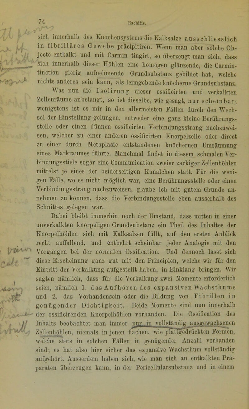 . I>t/ T sich innerhalb des Knochensystems die Kalksalza ausschliesslich in fibrilläres Gewebe präcipitiren. Wenn man aber solche Ob- jecte entkalkt und mit Carmin tingirt, so überzeugt man sich, dass sich innerhalb dieser Höhlen eine homogen glänzende, die Carmin- tinction gierig aufnehmende Grundsubstanz gebildet hat, welche nichts anderes sein kann, als leimgebende knöcherne Grundsubstanz. Was nun die Isolirung dieser ossificirten und verkalkten Zellenräume anbelangt, so ist dieselbe, wie gesagt, nur scheinbar; wenigstens ist es mir in den allermeisten Fällen durch den Wech- sel der Einstellung gelungen, entweder eine ganz kleine Berührungs- stelle oder einen dünnen ossificirten Verbindungsstrang nachzuwei- sen, welcher zu einer anderen ossificirten Knorpelzelle oder direct zu einer durch Metaplasie entstandenen knöchernen Umsäumung eines Markraumes führte. Manchmal findet in diesem schmalen Ver- bindungsstiele sogar eine Communication zweier zackiger Zellenhöhlen mittelst je eines der beiderseitigen Kanälchen statt. Für die weni- gen Fälle, wo es nicht möglich war, eine Berührungsstelle oder einen Verbindungsstrang nachzuweisen, glaube ich mit gutem Grunde an- nehmen zu können, dass die Verbindungsstelle eben ausserhalb des Schnittes gelegen war. Dabei bleibt immerhin noch der Umstand, dass mitten in einer unverkalkten knorpeligen Grundsubstanz ein Theil des Inhaltes der Knorpelhöhlen sich mit Kalksalzen füllt, auf den ersten Anblick recht auffallend, und entbehrt scheinbar jeder Analogie mit den Vorgängen bei der normalen Ossification. Und dennoch lässt sich diese Erscheinung ganz gut mit den Principien, welche wir für den Eintritt der Verkalkung aufgestellt haben, in Einklang bringen. Wir sagten nämlich, dass für die Verkalkung zwei Momente erforderlich seien, nämlich 1. das Aufhören des expansiven Wachsthums und 2. das Vorhandensein oder die Bildung von Fibrillen in genügender Dichtigkeit. Beide Momente sind nun innerhalb der ossificirenden Knorpelhöhlen vorhanden. Die Ossification des Inhalts beobachtet man immer npr in vollständig ausgewachsenen Zellenhöhlen, niemals in jenen flachen, w i opTätige drückten Formen, welche stets in solchen Fällen in genügender Anzahl vorhanden sind; es hat also hier sicher das expansive Wachsthum vollständig aufgehört. Ausserdem haben sich, wie man sich an entkalkten Prä- paraten überzeugen kann, in der Pericellularsubstanz und in einem