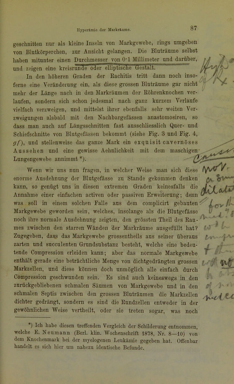 Hyperämie der Markr&ume. geschnitten nur als kleine Inseln von Markgewebe, rings umgeben von Blutkörperchen, zur Ansicht gelangen. Die Bluträume selbst haben mitunter einen Durchmesser von Q-l Millimeter und darüber, und zeigen eine kreisrunde ocler elHpüscSe'TJesfsni!: In den höheren Graden der Eachitis tritt dann noch inso- ferne eine Veränderung ein, als diese grossen Bluträume gar nicht mehr der Länge nach in den Markräumen der Köhrenknochen ver- laufen, sondern sich schon jedesmal nach ganz kurzem Verlaufe vielfach verzweigen, und mittelst ihrer ebenfalls sehr weiten Ver- zweigungen alsbald mit den Nachbargefässen anastomosiren, so dass man auch auf Längsschnitten fast ausschliesslich Quer- und Schiefschnitte von Blutgefässen bekommt (siehe Fig. 3 und Fig. 4, fff), und stellenweise das ganze Mark ein exquisit cavernöses Aussehen und eine gewisse Aehnlichkeit mit dem maschigen Lungengewebe annimmt *). Wenn wir uns nun fragen, in welcher Weise man sich diese enorme Ausdehnung der Blutgefässe zu Stande gekommen denken kann, so genügt uns in diesen extremen Graden keinesfalls die Annahme einer einfachen activen oder passiven Erweiterung; denn was soll in einem solchen Falle aus dem complicirt gebauten Markgewebe geworden sein, welches, insolange als die Blutgefässe noch ihre normale Ausdehnung zeigten, den grössten Theil des Rau- mes zwischen den starren Wänden der Markräume ausgefüllt hat? Zugegeben, da^s das Markgewebe grossentheils aus seiner überaus zarten und succulenten Grundsubstanz besteht, welche eine bedeu- tende Compression erleiden kann; aber das normale Markgewebe enthält gerade eine beträchtliche Menge von dichtgedrängten grossen Markzellen, und diese können doch unmöglich alle einfach durch Compression geschwunden sein. Es sind auch keineswegs in den zurückgebliebenen schmalen Säumen von Markgewebe und in den schmalen Septis zwischen den grossen Bluträumen die Markzellen dichter gedrängt, sondern es sind die Rundzellen entweder in der gewöhnlichen Weiso vertheilt, oder sie treten sogar, was noch i fc IS L /ytiA tc *) Ich habe diesen treffenden Vergleich der Schilderung entnommen, welche E. Neumann (Berl. klin. Wochenschrift 1878, Nr. 8—10) von dem Knochenmark bei der myelogenen Leukämie gegeben hat. Offenbar handelt es sich hier um nahezu identische Befunde.