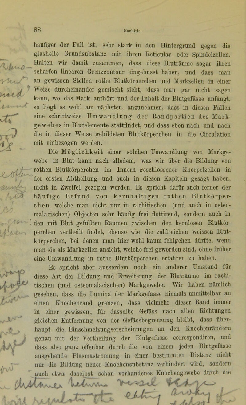 /\Ua-^0 — ar rtp ik - v . h£% 1 / LlV-t*o häufiger der Fall ist, sehr stark in den Hintergrund gegen die glashelle Grundsubstanz mit ihren Reticular- oder Spindelzellen. Halten wir damit zusammen, dass diese Bluträume sogar ihren scharfen linearen Grenzcontour eingebüsst haben, und dass man an gewissen Stellen rothe Blutkörperchen und Markzellen in einer Weise durcheinander gemischt sieht, dass man gar nicht sagen kann, wo das Mark aufhört und der Inhalt der Blutgefässe anfängt, so liegt es wohl am nächsten, anzunehmen, dass in diesen Fällen eine schrittweise Umwandlung der Randpartien des Mark- gewebes in Blutelemente stattfindet, und dass eben nach und nach die in dieser Weise gebildeten Blutkörperchen in die Circulation mit einbezogen werden. Die Möglichkeit einer solchen Umwandlung von Markge- webe in Blut kann nach alledem, was wir über die Bildung von rothen Blutkörperchen im Innern geschlossener Knorpelzellen in der ersten Abtheilung und auch in diesen Kapiteln gesagt haben, nicht in Zweifel gezogen werden. Es spricht dafür auch ferner der häufige Befund von kernhaltigen rothen Blutkörper- chen, welche man nicht nur in rachitischen (und auch in osteo- malacischen) Objecten sehr häufig frei flottirend, sondern auch in den mit Blut gefüllten Räumen zwischen den kernlosen Blutkör- perchen vertheilt findet, ebenso wie die zahlreichen weissen Blut- körperchen, bei denen man hier wohl kaum fehlgehen dürfte, wenn man sie als Markzellen ansieht, welche frei geworden sind, ohne früher eine Umwandlung in rothe Blutkörperchen erfahren zu haben. Es spricht aber ausserdem noch ein anderer Umstand für diese Art der Bildung und Erweiterung der Bluträume im rachi- tischen (und osteomalacischen) Markgewebe. Wir haben nämlich gesehen, dass die Lumina der Markgofässo niemals unmittelbar an einen Knochenrand grenzen, dass vielmehr dieser Rand immer in einer gewissen, für dasselbe Gefäss nach allen Richtungen V* i'Y ’ 'r* gleichen Entfernung von der Gefässbegrenzung bleibt, dass über- haupt die Einschmelzungserschoinungen an den Knochenrändern genau mit der Vertheilung der Blutgefässe corrcspondiren, und dass also ganz offenbar durch die von einem jeden Blutgefässe ausgehendo Plasmaströmung in einer bestimmten Distanz nicht nur die Bildung neuer Knochensubstanz verhindert wird, sondern auch otwa daselbst schon vorhandenes Knoohengcwobo durch die 4^1 sfc-