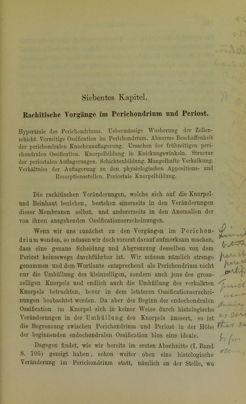 Siebentes Kapitel. Rachitische Vorgänge im Perichondrium und Periost. Hyperämie des Pericliondriums. Uebennässige Wucherung der Zellen- schicht. Vorzeitige Ossification im Perichondrium. Abnorme Beschaffenheit der perichondralen Knochenauflagerung. Ursachen der frühzeitigen peri- chondralen Ossification. Knorpelbildung in Knickungswinkeln. Structur der periostalen Auflagerungen. Schichtenbildung. Mangelhafte Verkalkung. Verliältniss der Auflagerung zu den physiologischen Appositions- und Resorptionsstellen. Periostale Knorpelbildung. Dio rachitischen Veränderungen, welche sich auf die Knorpel- und Beinhaut beziehen, bestehen einerseits in den Veränderungen dieser Membranen selbst, und andererseits in den Anomalien der von ihnen ausgehenden Ossificationserscheinungen. Wenn wir uns zunächst zu den Vorgängen im Perichon- drium wenden, so müssen wir doch vorerst darauf aufmerksam machen, dass eine genaue Scheidung und Abgrenzung desselben von dem Periost keineswegs durchführbar ist. Wir müssen nämlich strenge genommen und dem Wortlaute entsprechend als Perichondrium nicht nur die Umhüllung des kleinzelligen, sondern auch jene des gross- zeiligen Knorpels und endlich auch die Umhüllung des verkalkten Knorpels betrachten, bevor in dem letzteren Ossificationserschei- nungen beobachtet werden. Da aber der Beginn der endochondralen Ossification im Knorpel sich in keiner Weise durch histologische Veränderungen in der Umhüllung dos Knorpels äussert, so ist dio Begrenzung zwischen Perichondrium und Periost in der Höhe der beginnenden endochondralen Ossification blos eine ideale. Dagegen findet, wie wir bereits im ersten Abschnitte (I. Band S. 105) gezeigt haben, schon weiter oben eino histologische Veränderung im Perichondrium statt, nämlich an der Stelle, wo £4 fk-y. / 8 in f'-y rtc-