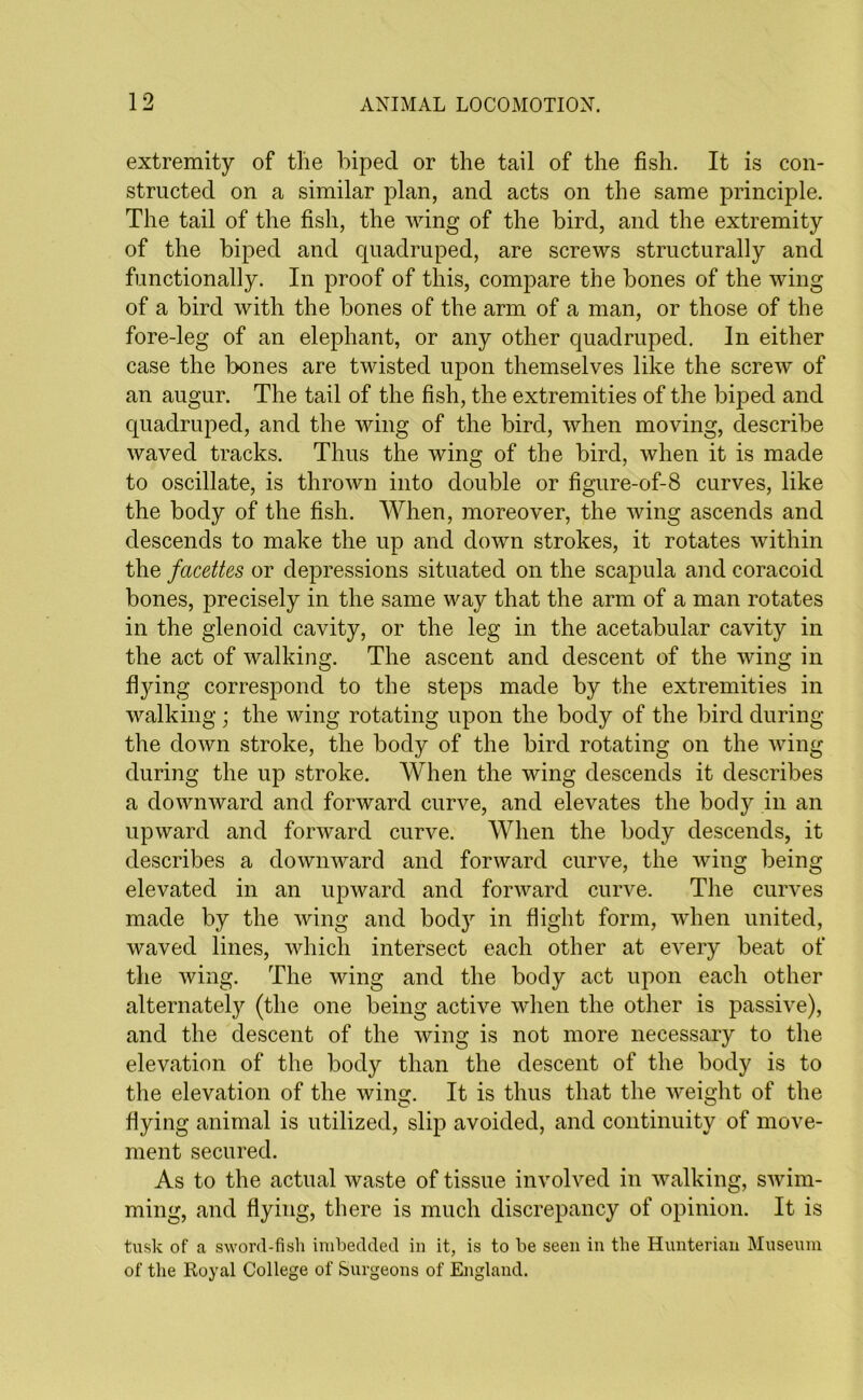 extremity of the biped or the tail of the fish. It is con- structed on a similar plan, and acts on the same principle. The tail of the fish, the wing of the bird, and the extremity of the biped and quadruped, are screws structurally and functionally. In proof of this, compare the bones of the wing of a bird with the bones of the arm of a man, or those of the fore-leg of an elephant, or any other quadruped. In either case the bones are twisted upon themselves like the screw of an augur. The tail of the fish, the extremities of the biped and quadruped, and the wing of the bird, when moving, describe waved tracks. Thus the wing of the bird, when it is made to oscillate, is thrown into double or figure-of-8 curves, like the body of the fish. When, moreover, the wing ascends and descends to make the up and down strokes, it rotates within the facettes or depressions situated on the scapula and coracoid bones, precisely in the same way that the arm of a man rotates in the glenoid cavity, or the leg in the acetabular cavity in the act of walking. The ascent and descent of the wing in flying correspond to the steps made by the extremities in walking ; the wing rotating upon the body of the bird during the down stroke, the body of the bird rotating on the wing during the up stroke. When the wing descends it describes a downward and forward curve, and elevates the body in an upward and forward curve. When the body descends, it describes a downward and forward curve, the wing being elevated in an upward and forward curve. The curves made by the wing and body in flight form, when united, waved lines, which intersect each other at every beat of the wing. The wing and the body act upon each other alternately (the one being active when the other is passive), and the descent of the wing is not more necessary to the elevation of the body than the descent of the body is to the elevation of the wing. It is thus that the weight of the flying animal is utilized, slip avoided, and continuity of move- ment secured. As to the actual waste of tissue involved in walking, swim- ming, and flying, there is much discrepancy of opinion. It is tusk of a sword-fish imbedded in it, is to be seen in the Hunterian Museum of the Royal College of Surgeons of England.