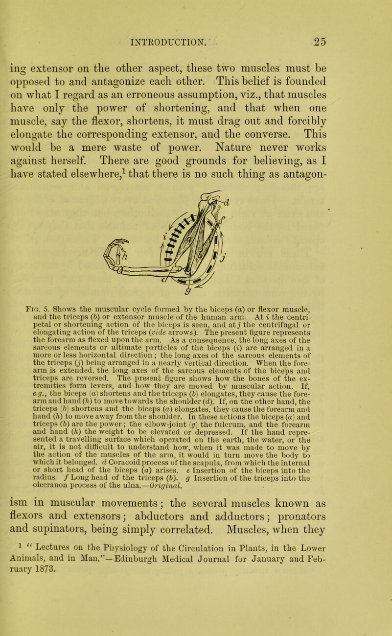 ing extensor on the other aspect, these two muscles must be opposed to and antagonize each other. This belief is founded on what I regard as an erroneous assumption, viz., that muscles have only the power of shortening, and that when one muscle, say the flexor, shortens, it must drag out and forcibly elongate the corresponding extensor, and the converse. This would be a mere waste of power. Nature never works against herself. There are good grounds for believing, as I have stated elsewhere,1 that there is no such thing as antagon- Fir.. 5. Shows the muscular cycle formed by the biceps (a.) or flexor muscle, and the triceps (b) or extensor muscle of the human arm. At i the centri- petal or shortening action of the biceps is seen, and at j the centrifugal or elongating action of the triceps (vide arrows). The present figure represents the forearm as flexed upon the arm. As a consecpience, the long axes of the sareous elements or ultimate particles of the biceps (i) are arranged in a more or less horizontal direction ; the long axes of the sareous elements of the triceps (j) being arranged in a nearly vertical direction. When the fore- arm is extended, the long axes of the sareous elements of the biceps and triceps are reversed. The present figure shows how the bones of the ex- tremities form levers, and how they are moved by muscular action. If, e.g., the biceps (a) shortens and the triceps (b) elongates, they cause the fore- arm and hand (h) to move towards the shoulder (d). If, on the other hand, the triceps b) shortens and the biceps (a) elongates, they cause the forearm and hand (h) to move away from the shoulder. In these actions the biceps (a) and triceps (b) are the power ; the elbow-joint (g) the fulcrum, and the forearm and hand (h) the weight to be elevated or depressed. If the hand repre- sented a travelling surface which operated on the earth, the water, or the air, it is not difficult to understand how, when it was made to move by the action of the muscles of the arm, it would in turn move the body to which it belonged, d Coracoid process of the scapula, from which the internal or short head of the biceps (a) arises, e Insertion of the biceps into the radius. / Long head of the triceps (6). g Insertion of the triceps into the olecranon process of the ulna.—Original. ism in muscular movements; the several muscles known as flexors and extensors; abductors and adductors; pronators and supinators, being simply correlated. Muscles, when they 1 “ Lectures on the Physiology of the Circulation in Plants, in the Lower Animals, and in Man.”—Edinburgh Medical Journal for January and Feb- ruary 1873.