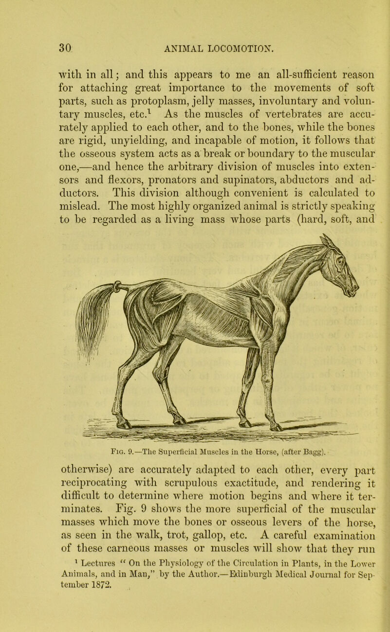 with in all; and this appears to me an all-sufficient reason for attaching great importance to the movements of soft parts, such as protoplasm, jelly masses, involuntary and volun- tary muscles, etc.1 As the muscles of vertebrates are accu- rately applied to each other, and to the hones, while the bones are rigid, unyielding, and incapable of motion, it follows that the osseous system acts as a break or boundary to the muscular one,—and hence the arbitrary division of muscles into exten- sors and flexors, pronators and supinators, abductors and ad- ductors. This division although convenient is calculated to mislead. The most highly organized animal is strictly speaking to be regarded as a living mass whose parts (hard, soft, and Fig. 9.—The Superficial Muscles in the Horse, (after Bagg). otherwise) are accurately adapted to each other, every part reciprocating with scrupulous exactitude, and rendering it difficult to determine where motion begins and where it ter- minates. Fig. 9 shows the more superficial of the muscular masses which move the bones or osseous levers of the horse, as seen in the walk, trot, gallop, etc. A careful examination of these carneous masses or muscles will show that they run 1 Lectures “ On the Physiology of the Circulation in Plants, in the Lower Animals, and in Man,” by the Author.— Edinburgh Medical Journal for Sep- tember 1872.