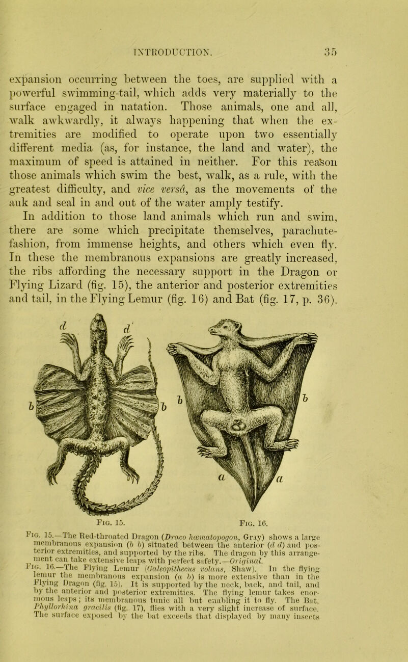 expansion occurring between the toes, are supplied with a powerful swimming-tail, which adds very materially to the surface engaged in natation. Those animals, one and all, walk awkwardly, it always happening that when the ex- tremities are modified to operate upon two essentially different media (as, for instance, the land and water), the maximum of speed is attained in neither. For this reason those animals which swim the best, walk, as a rule, with the greatest difficulty, and vice versa, as the movements of the auk and seal in and out of the water amply testify. In addition to those land animals which run and swim, there are some which precipitate themselves, parachute- fashion, from immense heights, and others which even fly. In these the membranous expansions are greatly increased, the ribs affording the necessary support in the Dragon or Flying Lizard (fig. 15), the anterior and posterior extremities and tail, in the Flying Lemur (fig. 16) and Bat (fig. 17, p. 36). Fig. 15. Fig. 10. 1'iG. 15.—The Red-throated Dragon (Draco hcematopogon, Gray) shows a large membranous expansion (h h) situated between the anterior (d d) and pos- terior extremities, and supported by the ribs. The dragon by this arrange- ment can take extensive leaps with perfect safety.—Original. I ig. 16.—r(he Flying Lemur (Oaleopithecus volans, Shaw). In the flying lemur the membranous expansion (a b) is more extensive than in the Hying Dragon (fig. 15). It is supported by the neck, back, and tail, and by the anterior and posterior extremities. The flying lemur takes enor- mous leaps; its membranous tunic all but enabling it to fly. The Bat, Phyllorhina gracilis (fig. 17), flies with a very slight increase of surface. The surface exposed by the bat exceeds that displayed by many insects