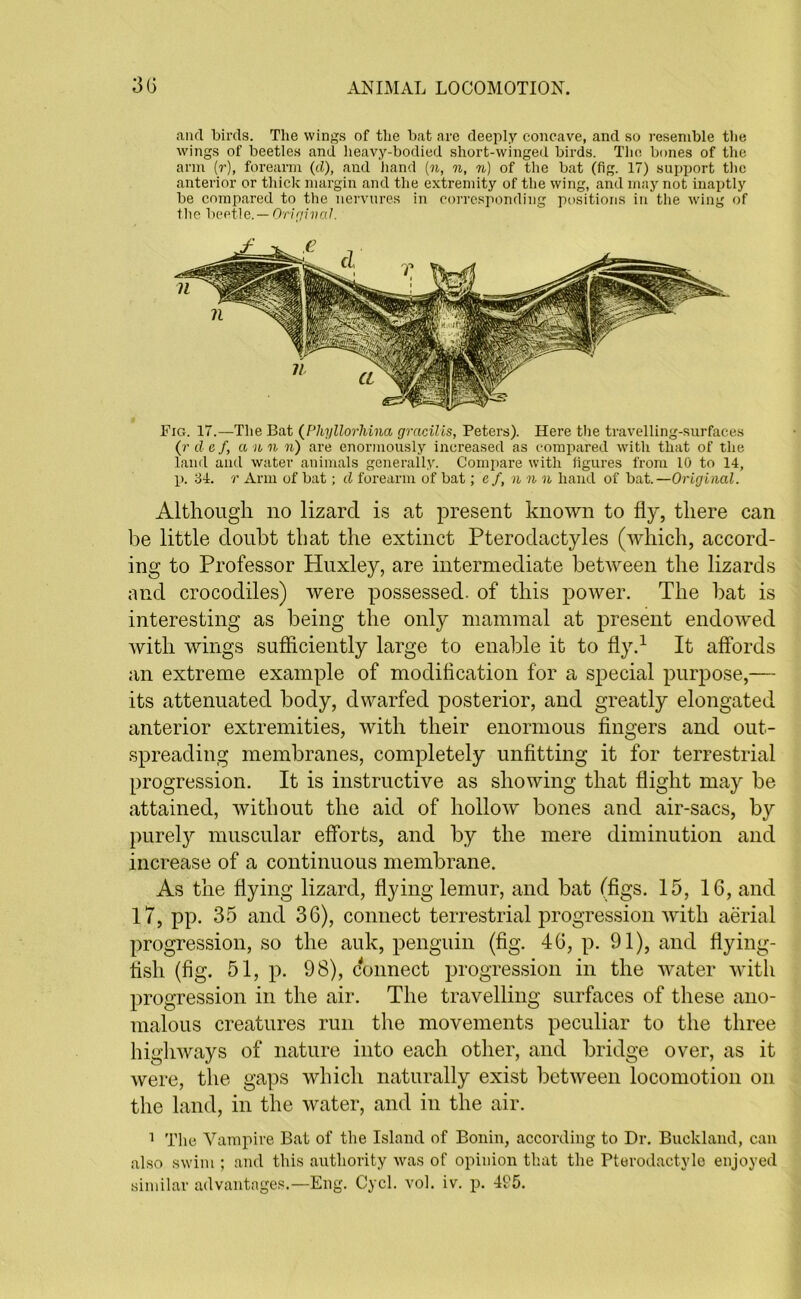 and birds. The wings of the bat are deeply concave, and so resemble the wings of beetles and heavy-bodied short-winged birds. The bones of the arm (r), forearm (d), and hand (n, n, n) of the bat (fig. 17) support the anterior or thick margin and the extremity of the wing, and may not inaptly be compared to the nervures in corresponding positions in the wing of tlie beetle. — Original. Fig. 17.—The Bat (Phyllorliina gracilis, Peters). Here the travelling-surfaces (r d e /, a n n n) are enormously increased as compared with that of the land and water animals generally. Compare with iigures from 10 to 14, p. 34. r Ann of bat; d forearm of bat; cf, n n n hand of bat.— Original. Although no lizard is at present known to fly, there can be little doubt that the extinct Pterodactyles (which, accord- ing to Professor Huxley, are intermediate between the lizards and crocodiles) were possessed, of this power. The hat is interesting as being the only mammal at present endowed with wings sufficiently large to enable it to fly.1 It affords an extreme example of modification for a special purpose,— its attenuated body, dwarfed posterior, and greatly elongated anterior extremities, with their enormous fingers and out- spreading membranes, completely unfitting it for terrestrial progression. It is instructive as showing that flight may be attained, without the aid of hollow bones and air-sacs, by purely muscular efforts, and by the mere diminution and increase of a continuous membrane. As the flying lizard, flying lemur, and bat (figs. 15, 16, and 17, pp. 35 and 36), connect terrestrial progression with aerial progression, so the auk, penguin (fig. 46, p. 91), and flying- flsli (fig. 51, p. 98), connect progression in the water with progression in the air. The travelling surfaces of these ano- malous creatures run the movements peculiar to the three highways of nature into each other, and bridge over, as it were, the gaps which naturally exist between locomotion on the land, in the water, and in the air. 1 The Vampire Bat of the Island of Bonin, according to Dr. Buckland, can also swim ; and this authority was of opinion that the Pterodactyls enjoyed similar advantages.—Eng. Cycl. vol. iv. p. 495.