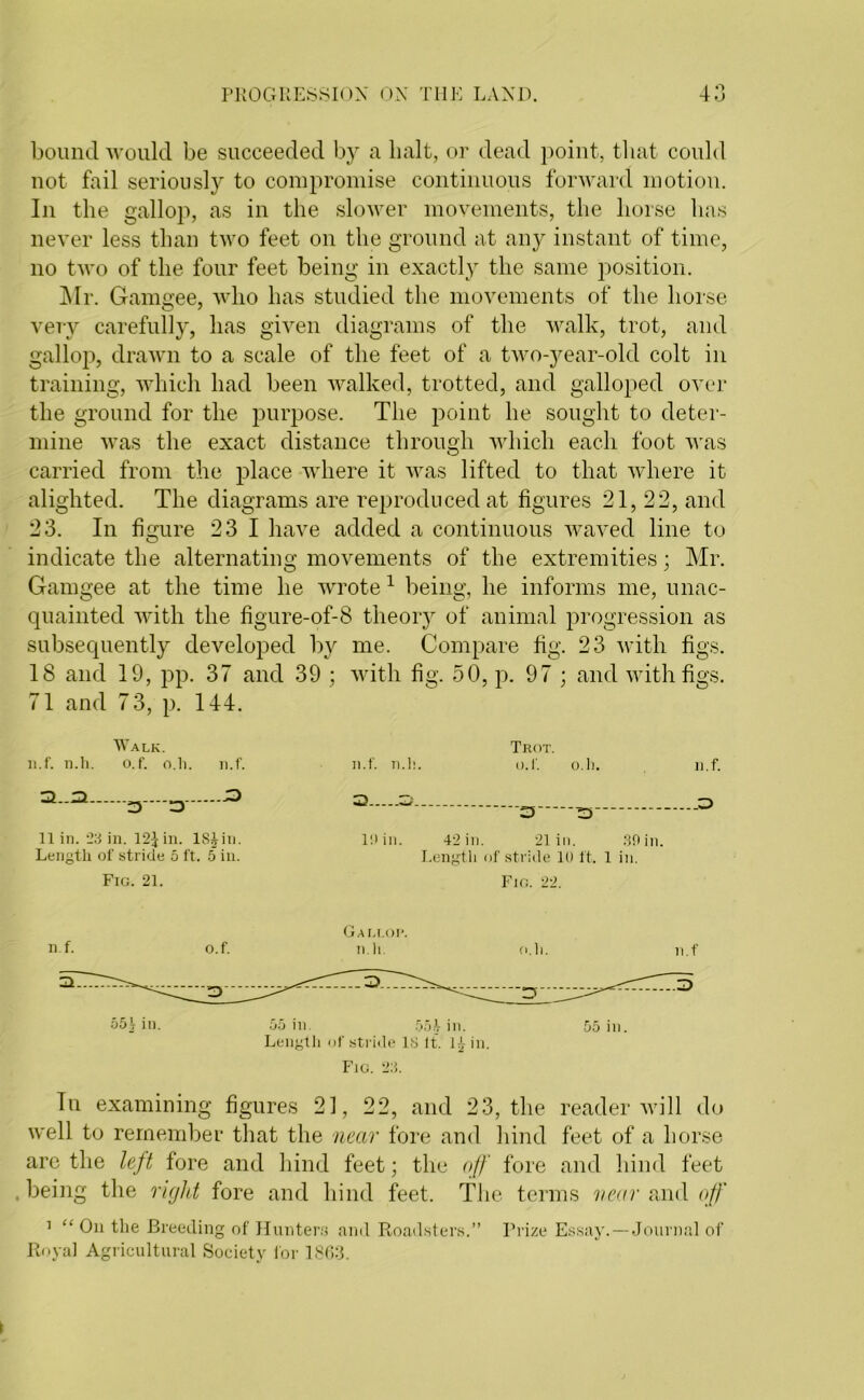 bound would be succeeded by a bait, or dead point, that could not fail seriously to compromise continuous forward motion. In the gallop, as in the slower movements, the horse has never less than two feet on the ground at any instant of time, no two of the four feet being in exactly the same position. Mr. Gamgee, who has studied the movements of the horse very carefully, has given diagrams of the walk, trot, and gallop, drawn to a scale of the feet of a two-year-old colt in training, which had been walked, trotted, and galloped over the ground for the purpose. The point he sought to deter- mine was the exact distance through which each foot was carried from the place where it was lifted to that where it alighted. The diagrams are reproduced at figures 21,22, and 23. In figure 23 1 have added a continuous waved line to indicate the alternating movements of the extremities; Mr. Gamgee at the time he wrote1 being, he informs me, unac- quainted with the figure-of-8 theory of animal progression as subsequently developed by me. Compare fig. 23 with figs. 18 and 19, pp. 37 and 39 ; with fig. 50, p. 97 ; and with figs. 71 and 73, p. 144. Walk. n.f. n.h. o. f. o.li. n.f 3=1 o=> 3 11 in. 23 in. 12£in. lSJin. Length of stride 5 ft. 5 in. Fig. 21. Trot. n.f. n.h. o.f. 0.1). n.f. S3.....3 3 ™3 Ill in. 42 in. 21 in. 30 in. Length of stride 10 ft. 1 in. Fig. 22. Gallop. n.f. o.f. n.h. o.li. n.f 55^ in. 55 in. 55^ in. 55 in. Length of stride IS It. 1£ in. Fig. 23. In examining figures 21, 22, and 23, the reader will do well to remember that the near fore and hind feet of a horse are the left fore and hind feet; the off fore and hind feet being the right fore and hind feet. The terms near and off 1 “On the Breeding of Hunters ami Roadsters.” Prize Essay.—Journal of Royal Agricultural Society for 1863. \