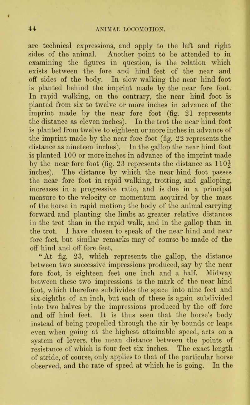 are technical expressions, and apply to the left and right sides of the animal. Another point to he attended to in examining the figures in question, is the relation which exists between the fore and hind feet of the near and off sides of the body. In slow walking the near hind foot is planted behind the imprint made by the near fore foot. In rapid walking, on the contrary, the near hind foot is planted from six to twelve or more inches in advance of the imprint made by the near fore foot (fig. 21 represents the distance as eleven inches). In the trot the near hind foot is planted from twelve to eighteen or more inches in advance of the imprint made by the near fore foot (fig. 22 represents the distance as nineteen inches). In the gallop the near hind foot is planted 100 or more inches in advance of the imprint made by the near fore foot (fig. 23 represents the distance as 1101- inches). The distance by which the near hind foot passes the near fore foot in rapid walking, trotting, and galloping, increases in a progressive ratio, and is due in a principal measure to the velocity or momentum acquired by the mass of the horse in rapid motion; the body of the animal carrying forward and planting the limbs at greater relative distances in the trot than in the rapid walk, and in the gallop than in the trot. I have chosen to speak of the near hind and near fore feet, but similar remarks may of course be made of the off hind and off fore feet. “At fig. 23, which represents the gallop, the distance between two successive impressions produced, say by the near fore foot, is eighteen feet one inch and a half. Midway between these two impressions is the mark of the near hind foot, which therefore subdivides the space into nine feet and six-eighths of an inch, but each of these is again subdivided into two halves by the impressions produced by the off fore and off hind feet. It is thus seen that the horse’s body instead of being propelled through the air by bounds or leaps even when going at the highest attainable speed, acts on a system of levers, the mean distance between the points of resistance of which is four feet six inches. The exact length of stride, of course, only applies to that of the particular horse observed, and the rate of speed at which he is going. In the