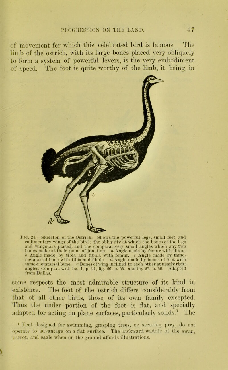 of movement for which this celebrated bird is famous. The limb of the ostrich, with its large bones placed very obliquely to form a system of powerful levers, is the very embodiment of speed. The foot is quite worthy of the limb, it being in Fig. 24.—Skeleton of the Ostrich. Shows the powerful legs, small feet, and rudimentary wings of the bird ; the obliquity at which the bones of the legs and wings are placed, and the comparatively small angles which any two bones make at their point of junction, a Angle made by femur with ilium. /> Angle made by tibia and fibula with femur, c Angle made by tarso- metatarsal bone with tibia and fibula, d Angle made by bones of foot with tarso-metatarsal bone, r Bones of wing inclined to each other at nearly right angles. Compare with fig. 4, p. 21, fig. 26, p. 55. and fig. 27, p. 59.—Adapted from Dallas. some respects the most admirable structure of its kind in existence. The foot of the ostrich differs considerably from that of all other birds, those of its own family excepted. Thus the under portion of the foot is flat, and specially adapted for acting on plane surfaces, particularly solids.1 The 1 Feet designed for swimming, grasping trees, or securing prey, do not operate to advantage on a flat surface. Tlie awkward waddle of the swan, parrot, and eagle when on the ground affords illustrations.