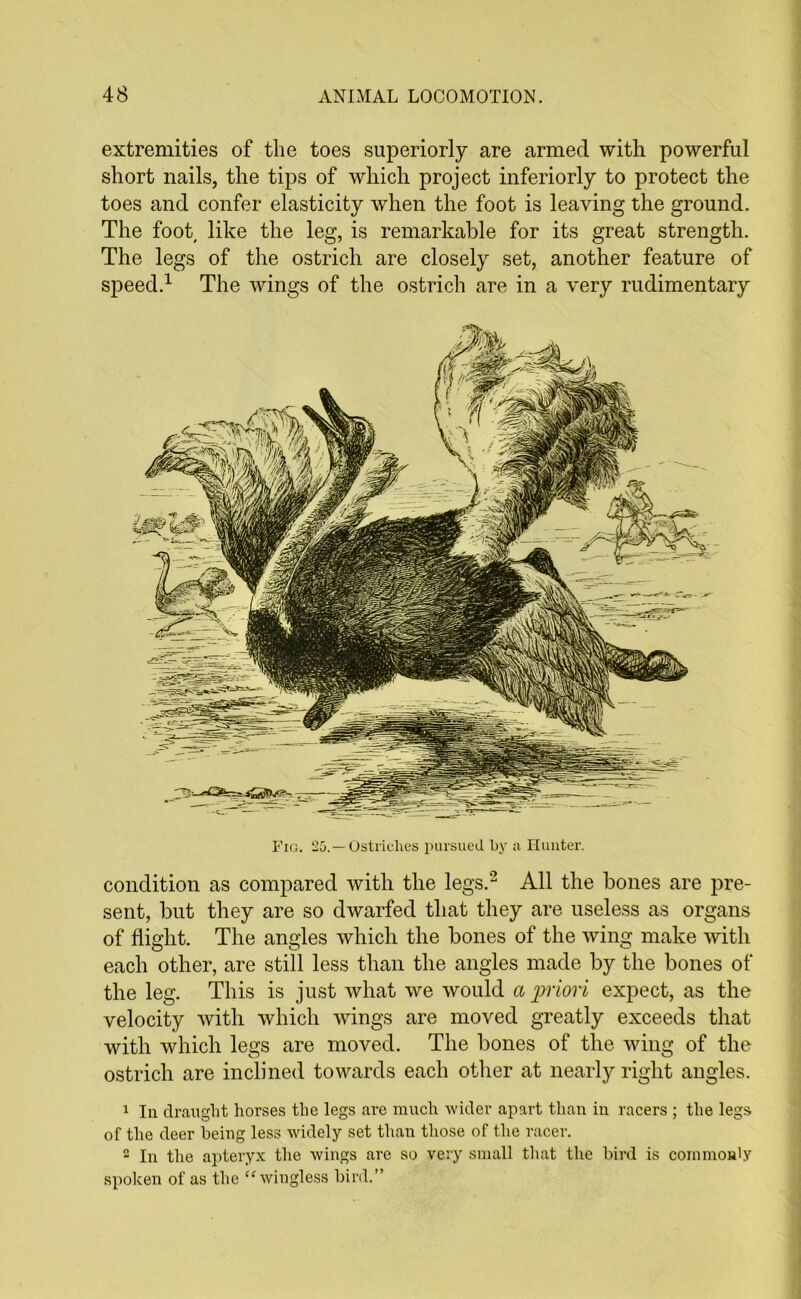 extremities of the toes superiorly are armed with powerful short nails, the tips of which project interiorly to protect the toes and confer elasticity when the foot is leaving the ground. The foot like the leg, is remarkable for its great strength. The legs of the ostrich are closely set, another feature of sj^eecl.1 The wings of the ostrich are in a very rudimentary Fig. 25.—Ostriches pursued by a Hunter. condition as compared with the legs.2 All the bones are pre- sent, but they are so dwarfed that they are useless as organs of flight. The angles which the bones of the wing make with each other, are still less than the angles made by the bones of the leg. This is just what we would a priori expect, as the velocity with which wings are moved greatly exceeds that with which legs are moved. The bones of the wing of the ostrich are inclined towards each other at nearly right angles. 1 In draught horses the legs are much wider apart than in racers ; the legs of the deer being less widely set than those of the racer. 2 In the apteryx the wings are so very small that the bird is commonly spoken of as the “wingless bird.”
