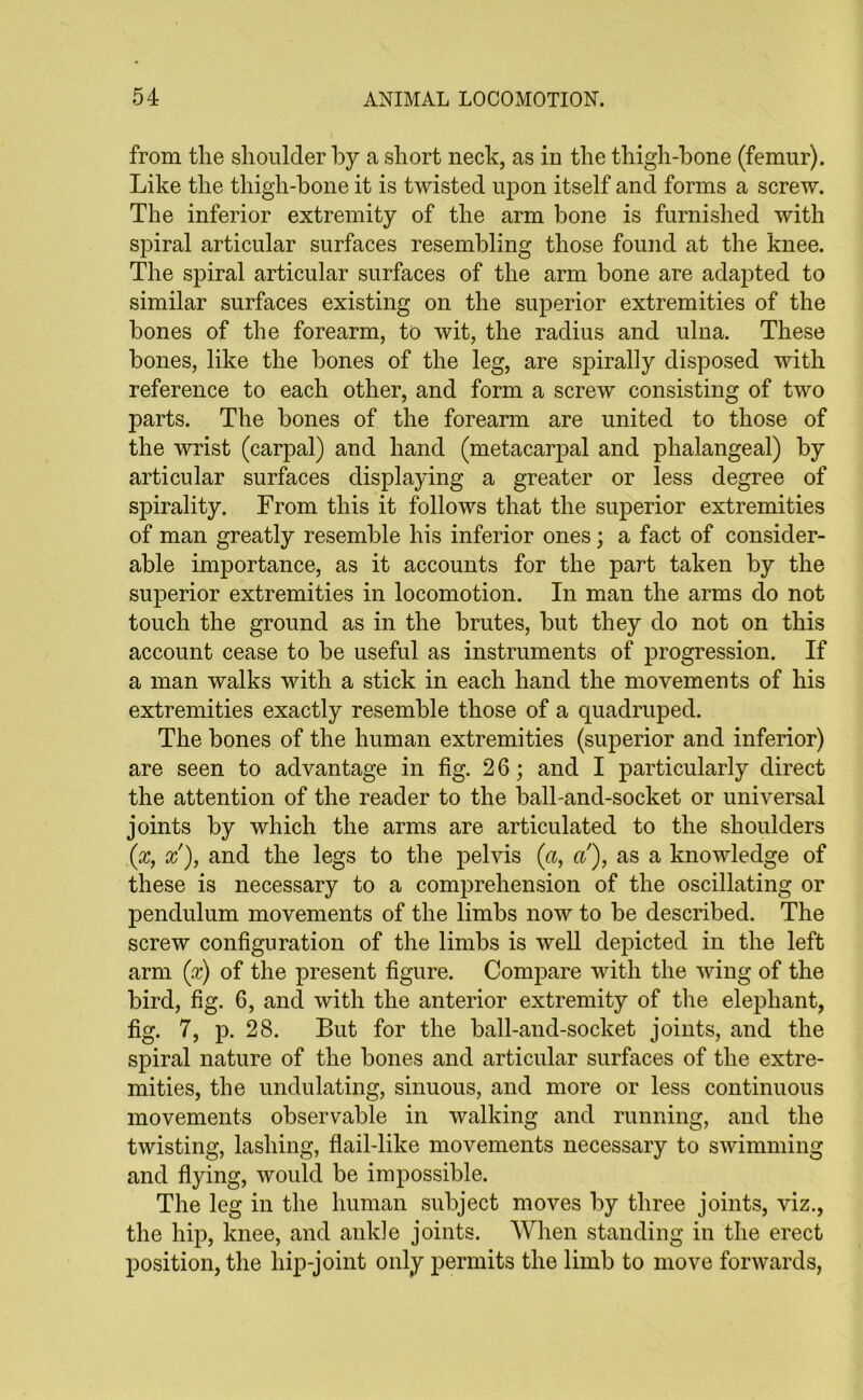 from the shoulder by a short neck, as in the thigh-bone (femur). Like the thigh-bone it is twisted upon itself and forms a screw. The inferior extremity of the arm bone is furnished with spiral articular surfaces resembling those found at the knee. The spiral articular surfaces of the arm bone are adapted to similar surfaces existing on the superior extremities of the bones of the forearm, to wit, the radius and ulna. These bones, like the bones of the leg, are spirally disposed with reference to each other, and form a screw consisting of two parts. The bones of the forearm are united to those of the wrist (carpal) and hand (metacarpal and phalangeal) by articular surfaces displaying a greater or less degree of spirality. From this it follows that the superior extremities of man greatly resemble his inferior ones; a fact of consider- able importance, as it accounts for the part taken by the superior extremities in locomotion. In man the arms do not touch the ground as in the brutes, but they do not on this account cease to be useful as instruments of progression. If a man walks with a stick in each hand the movements of his extremities exactly resemble those of a quadruped. The bones of the human extremities (superior and inferior) are seen to advantage in fig. 2 6; and I particularly direct the attention of the reader to the ball-and-socket or universal joints by which the arms are articulated to the shoulders (x, x), and the legs to the pelvis («, ci), as a knowledge of these is necessary to a comprehension of the oscillating or pendulum movements of the limbs now to be described. The screw configuration of the limbs is well depicted in the left arm (x) of the present figure. Compare with the wing of the bird, fig. 6, and with the anterior extremity of the elephant, fig. 7, p. 28. But for the ball-and-socket joints, and the spiral nature of the bones and articular surfaces of the extre- mities, the undulating, sinuous, and more or less continuous movements observable in walking and running, and the twisting, lashing, flail-like movements necessary to swimming and flying, would be impossible. The leg in the human subject moves by three joints, viz., the hip, knee, and ankle joints. When standing in the erect position, the hip-joint only permits the limb to move forwards,