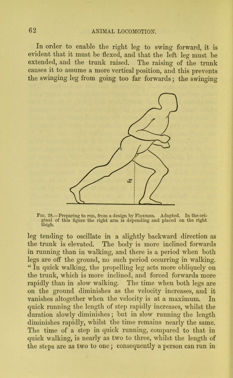 In order to enable the right leg to swing forward, it is evident that it must be flexed, and that the left leg must be extended, and the trunk raised. The raising of the trunk causes it to assume a more vertical position, and this prevents the swinging leg from going too far forwards; the swinging Fig. 28.—Preparing to run, from a design by Flaxman. Adapted. In the ori- ginal of this figure the right arm is depending and placed on the right thigh. leg tending to oscillate in a slightly backward direction as the trunk is elevated. The body is more inclined forwards in running than in walking, and there is a period when both legs are off the ground, no such period occurring in walking. “ In quick walking, the propelling leg acts more obliquely on the trunk, which is more inclined, and forced forwards more rapidly than in slow walking. The time when both legs are on the ground diminishes as the velocity increases, and it vanishes altogether when the velocity is at a maximum. In quick running the length of step rapidly increases, whilst the duration slowly diminishes; but in slow running the length diminishes rapidly, whilst the time remains nearly the same. The time of a step in quick running, compared to that in quick walking, is nearly as two to three, whilst the length of the steps are as two to one; consequently a person can run in