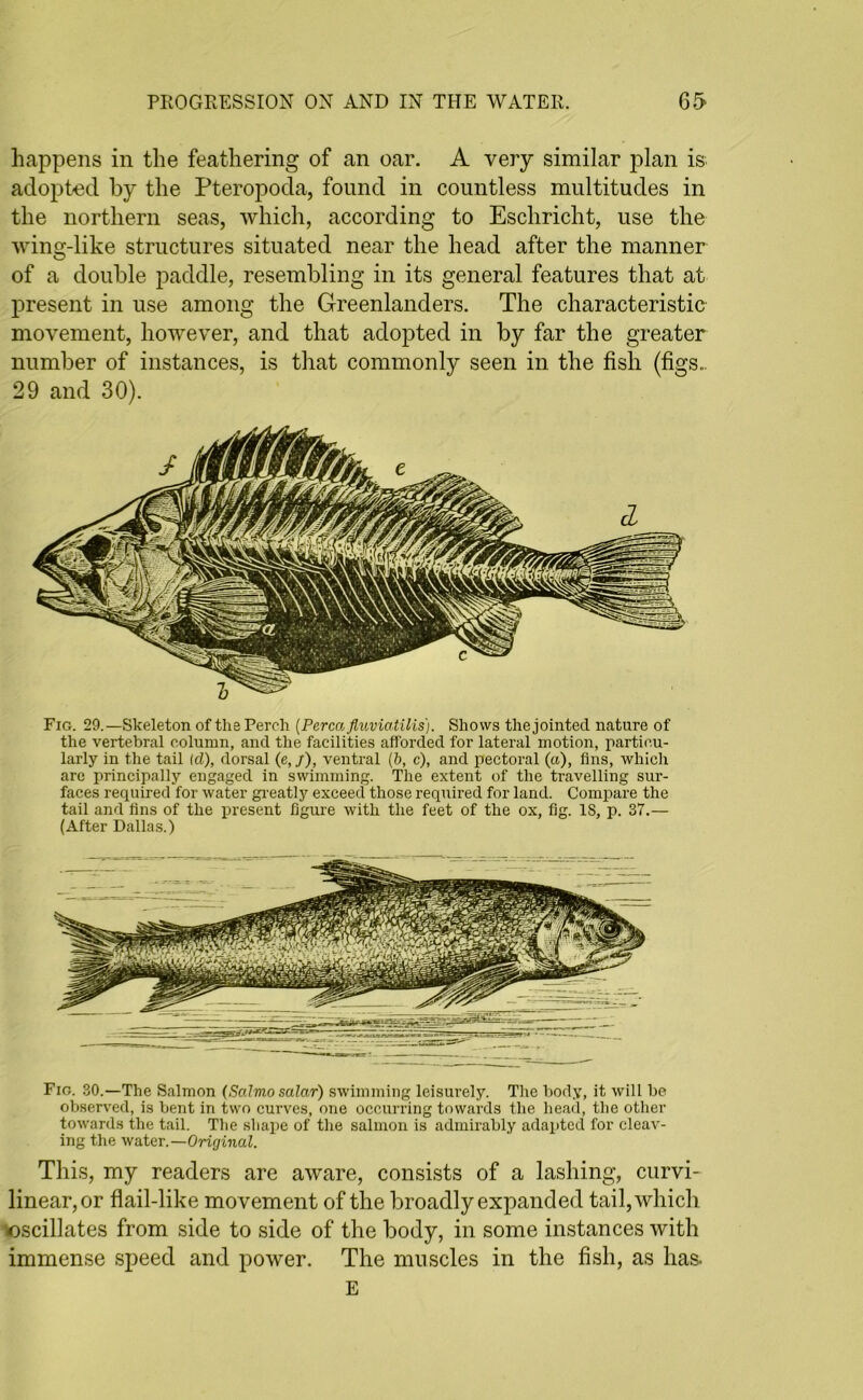 happens in the feathering of an oar. A very similar plan is adopted by the Pteropoda, found in countless multitudes in the northern seas, which, according to Eschricht, use the wing-like structures situated near the head after the manner of a double paddle, resembling in its general features that at present in use among the Greenlanders. The characteristic movement, however, and that adopted in by far the greater number of instances, is that commonly seen in the fish (figs.. 29 and 30). Fig. 29.—Skeleton of the Perch (Perea fluviatilis). Shows the jointed nature of the vertebral column, and the facilities afforded for lateral motion, particu- larly in the tail Id), dorsal (e, /), ventral (b, c), and pectoral (a), fins, which are principally engaged in swimming. The extent of the travelling sur- faces required for water greatly exceed those required for land. Compare the tail and fins of the present figure with the feet of the ox, fig. IS, p. 37.— (After Dallas.) Fig. 30.—The Salmon (Salmo salar) swimming leisurely. The body, it will be observed, is bent in two curves, one occurring towards the head, the other towards the tail. The shape of the salmon is admirably adapted for cleav- ing the water.—Original. This, my readers are aware, consists of a lashing, curvi- linear, or flail-like movement of the broadly expanded tail, which 'oscillates from side to side of the body, in some instances with immense speed and power. The muscles in the fish, as has. E