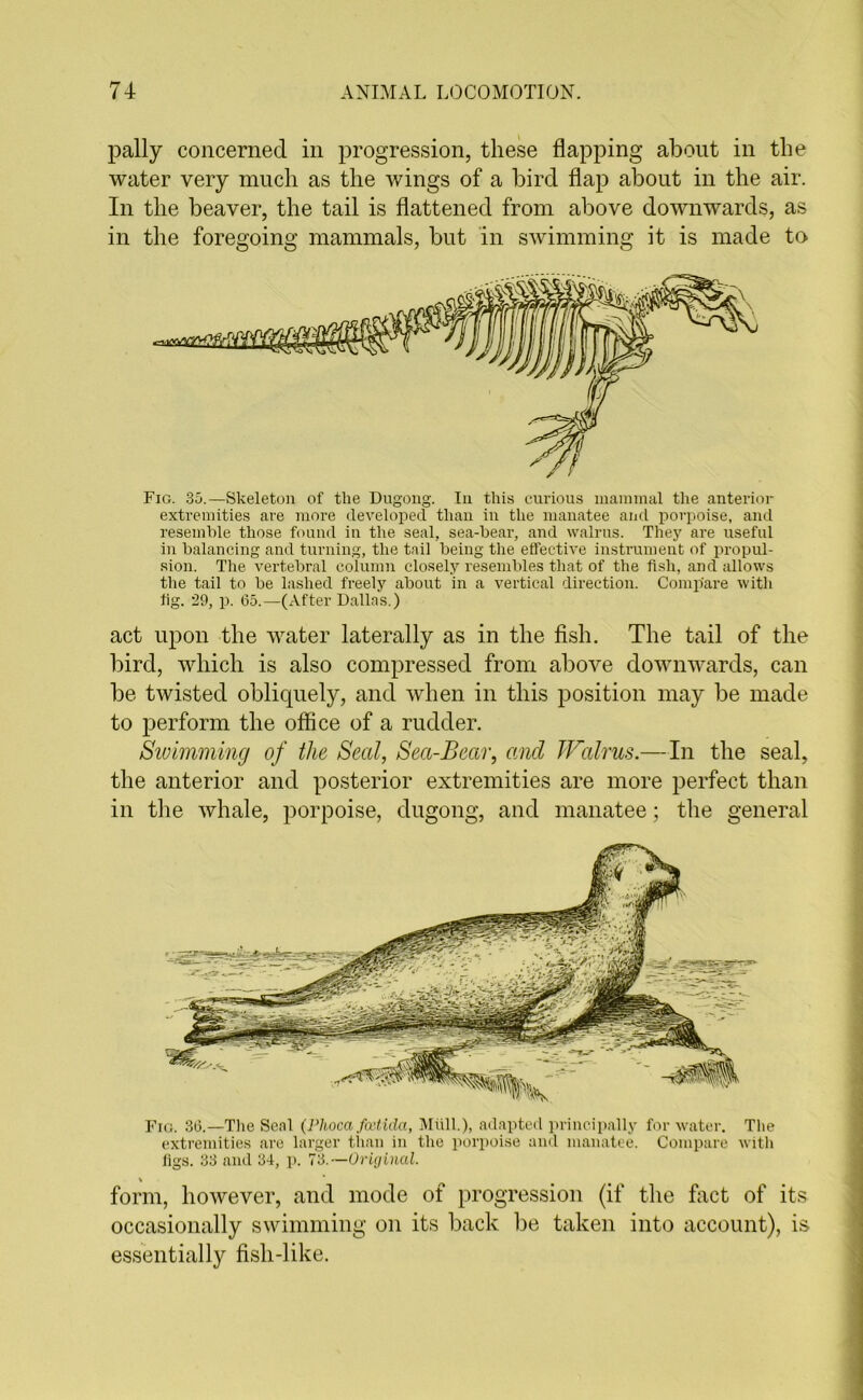 pally concerned in progression, these flapping about in the water very much as the wings of a bird flap about in the air. In the beaver, the tail is flattened from above downwards, as in the foregoing mammals, but in swimming it is made to Fig. 35.—Skeleton of the Dugong. In this curious mammal the anterior extremities are more developed than in the manatee and porpoise, and resemble those found in the seal, sea-bear, and walrus. They are useful in balancing and turning, the tail being the effective instrument of propul- sion. The vertebral column closely resembles that of the fish, and allows the tail to be lashed freely about in a vertical direction. Compare with fig. 29, p. 65.—(After Dallas.) act upon the water laterally as in the fish. The tail of the bird, which is also compressed from above downwards, can be twisted obliquely, and when in this position may be made to perform the office of a rudder. Swimming of the Seal, Sea-Bear, and Walrus.—In the seal, the anterior and posterior extremities are more perfect than in the whale, porpoise, dugong, and manatee; the general Fig. 36.—The Seal (Phocafcetida, Mull.), adapted principally for water. The extremities are larger than in the porpoise and manatee. Compare with figs. 33 and 34, p. 73.—Original. \ form, however, and mode of progression (if the fact of its occasionally swimming on its back be taken into account), is essentially fish-like.