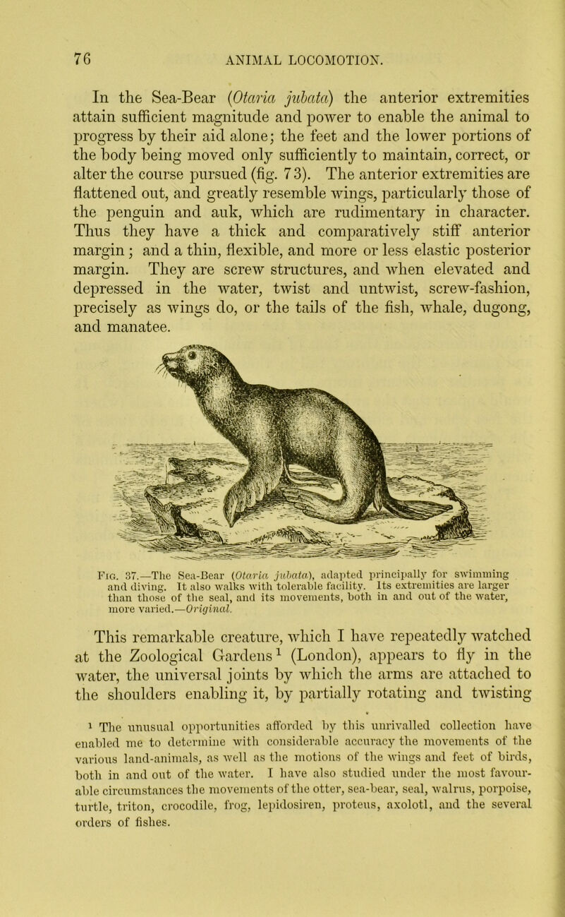 In the Sea-Bear (Otciria julatct) the anterior extremities attain sufficient magnitude and power to enable the animal to progress by their aid alone; the feet and the lower portions of the body being moved only sufficiently to maintain, correct, or alter the course pursued (fig. 7 3). The anterior extremities are flattened out, and greatly resemble wings, particularly those of the penguin and auk, which are rudimentary in character. Thus they have a thick and comparatively stiff anterior margin; and a thin, flexible, and more or less elastic posterior margin. They are screw structures, and when elevated and depressed in the water, twist and untwist, screw-fashion, precisely as wings do, or the tails of the fish, whale, dugong, and manatee. Fig. 37.—The Sea-Bear (Otciria jubata), adapted principally for swimming and diving. It also walks with tolerable facility. Its extremities are larger than those of the seal, and its movements, both in and out of the water, more varied.—Original. This remarkable creature, which I have repeatedly watched at the Zoological Gardens1 (London), appears to fly in the water, the universal joints by which the arms are attached to the shoulders enabling it, by partially rotating and twisting V 1 The unusual opportunities afforded by this unrivalled collection have enabled me to determine with considerable accuracy the movements of the various land-animals, as well as the motions of the wings and feet of birds, both in and out of the water. I have also studied under the most favour- able circumstances the movements of the otter, sea-bear, seal, walrus, porpoise, turtle, triton, crocodile, frog, lepidosiren, proteus, axolotl, and the several orders of fishes.