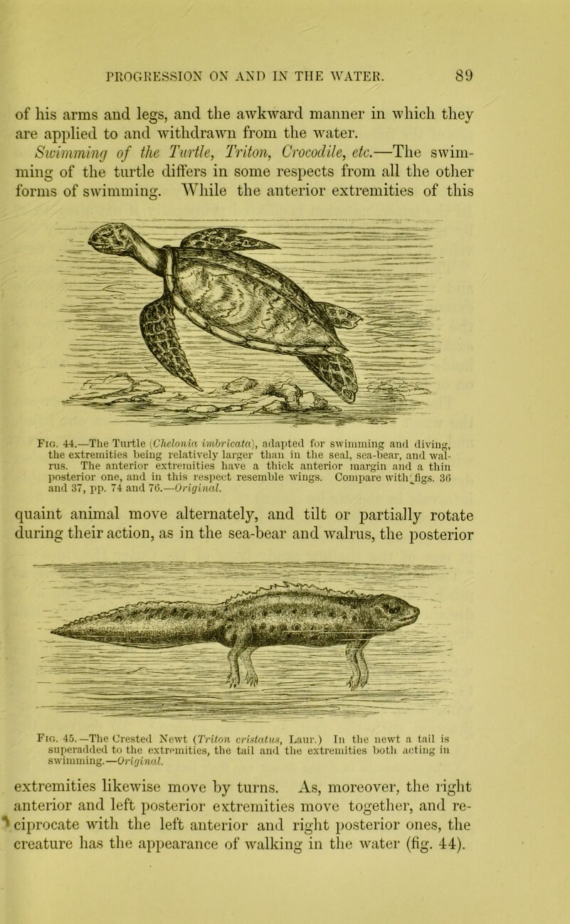 of his arms and legs, and the awkward manner in which they are applied to and withdrawn from the water. Swimming of the Turtle, Triton, Crocodile, etc.—The swim- ming of the turtle differs in some respects from all the other forms of swimming. While the anterior extremities of this Fig. 44.—The Turtle (■Chelonia imbricata), adapted for swimming and diving, the extremities being relatively larger than in the seal, sea-bear, and wal- rus. The anterior extremities have a thick anterior margin and a thin posterior one, and in this respect resemble wings. Compare withfigs. 36 and 37, pp. 74 and 76.—Original. quaint animal move alternately, and tilt or partially rotate during their action, as in the sea-bear and walrus, the posterior Fro. 45.—The Crested Newt (Triton cristatus, Laur.) In the newt a tail is superadded to the extremities, the tail and the extremities both acting in swimming.—Original. extremities likewise move by turns. As, moreover, the right anterior and left posterior extremities move together, and re- ^ ciprocate with the left anterior and right posterior ones, the creature has the appearance of walking in the water (fig. 44).