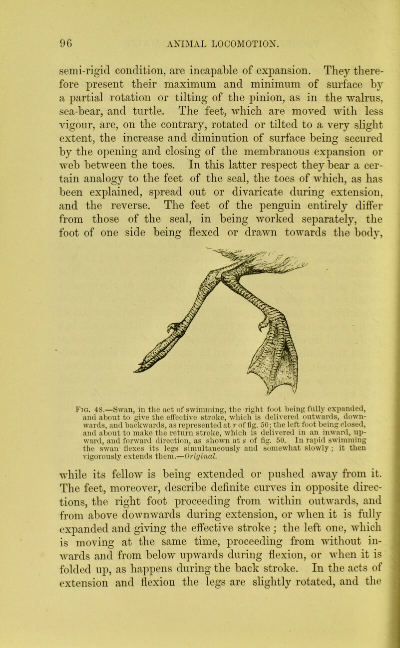 semi-rigid condition, are incapable of expansion. They there- fore present their maximum and minimum of surface by a partial rotation or tilting of the pinion, as in the walrus, sea-bear, and turtle. The feet, which are moved with less vigour, are, on the contrary, rotated or tilted to a very slight extent, the increase and diminution of surface being secured by the opening and closing of the membranous expansion or web between the toes. In this latter respect they bear a cer- tain analogy to the feet of the seal, the toes of which, as has been explained, spread out or divaricate during extension, and the reverse. The feet of the penguin entirely differ from those of the seal, in being worked separately, the foot of one side being flexed or drawn towards the body, Fig. 4S.—Swan, in the act of swimming, the right foot being fully expanded, and about to give the effective stroke, which is delivered outwards, down- wards, and backwards, as represented at r of fig. 50; the left foot being closed, and about to make the return stroke, which is delivered in an inward, up- ward, and forward direction, as shown at s of fig. 50. In rapid swimming the swan flexes its legs simultaneously and somewhat slowly; it then vigorously extends them.—Original. while its fellow is being extended or pushed away from it. The feet, moreover, describe definite curves in opposite direc- tions, the right foot proceeding from within outwards, and from above downwards during extension, or when it is fully expanded and giving the effective stroke ; the left one, which is moving at the same time, proceeding from without in- wards and from below upwards during flexion, or when it is folded up, as happens during the back stroke. In the acts of extension and flexion the legs are slightly rotated, and the