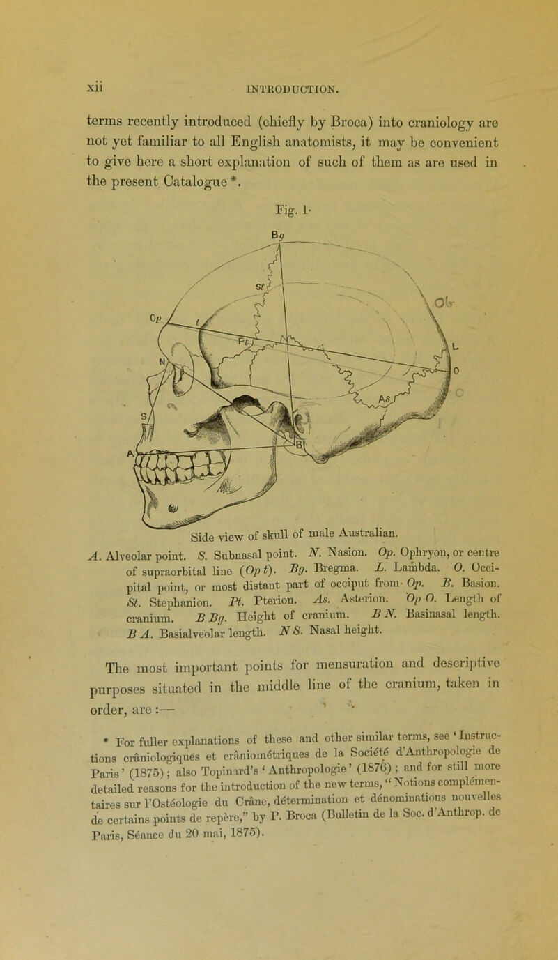 terms recently introduced (chiefly by Broca) into craniology are not yet familiar to all English anatomists, it may bo convenient to give here a short explanation of such of them as are used in the present Catalogue *. Fig. 1- A. Side view of skull of male Australian. Alveolar point. & Subnasal point. N. Nasion. Op. Ophryon, or centre of supraorbital line (Opt). Bg. Bregma. L. Lambda. O. Occi- pital point, or most distant part of occiput from- Op. B. Basion. St. Stepbanion. Ft. Pterion. As. Asterion. Op O. Length of cranium. B Bg. Height of cranium. BN. Basinasal length. B A. Basialveolar length. N S. Nasal height. The most important points for mensuration and descriptive purposes situated in the middle line ot the cranium, taken in order, are:— * For fuller explanations of these and other similar terms, sec ‘ Instruc- tions craniologiques et craniomdtriqi.es de la Socidtd d'Anthropologic de Paris ’ (1875); also Topinard’s * Anthropologie ’ (187(3) ; and for still more detailed reasons for the introduction of the new terms, “ Notions complemen- taires sur l’Ostdologie du Crfme, determination et denominations nouvellcs de certains points de repere,” by P. Broca (Bulletin de la Soc. d’Anthrop. de Paris, Seance du 20 mai, 1875).