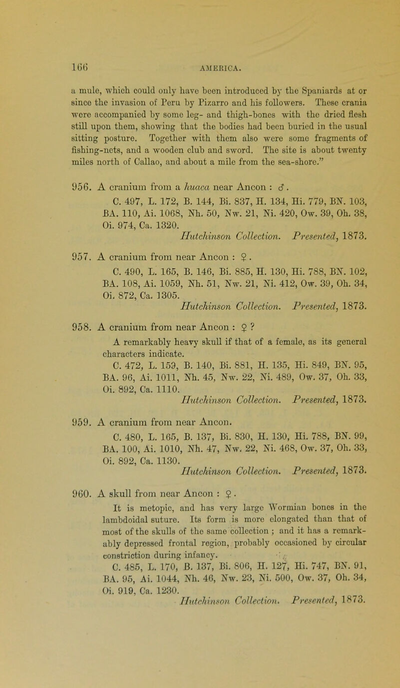 a mule, which could only have been introduced by the Spaniards at or since the invasion of Peru by Pizarro and his followers. These crania wore accompanied by some leg- and thigh-bones with the dried flesh still upon them, showing that the bodies had been buried in the usual sitting posture. Together with them also were some fragments of fishing-nets, and a wooden club and sword. The site is about twenty miles north of Callao, and about a mile from the sea-shore.” 956. A cranium from a huaca near Ancon : S. C. 497, L. 172, B. 144, Bi. 837, H. 134, Hi. 779, BN. 103, BA. 110, Ai. 1068, Nh. 50, Nw. 21, Hi. 420, Ow. 39, Oh. 38, Oi. 974, Ca. 1320. Hutchinson Collection. Presented, 1873. 957. A cranium from near Ancon : 2 . C. 490, L. 165, B. 146, Bi. 885, H. 130, Hi. 788, BA. 102, BA. 108, Ai. 1059, Nh. 51, Nw. 21, Ni. 412, Ow. 39, Oh. 34, Oi. 872, Ca. 1305. Hutchinson Collection. Presented, 1873. 958. A cranium from near Ancon : 5 ? A remarkably heavy skull if that of a female, as its general characters indicate. C. 472, L. 159, B. 140, Bi. 881, H. 135, Hi. 849, BN. 95, BA. 96, Ai. 1011, Nh. 45, Nw. 22, Ni. 489, Ow. 37, Oh. 33, Oi. 892, Ca. 1110. Hutchinson Collection. Presented, 1873. 959. A cranium from near Ancon. C. 480, L. 165, B. 137, Bi. 830, H. 130, Hi. 788, BN. 99, BA. 100, Ai. 1010, Nh. 47, Nw. 22, Ni. 468, Ow. 37, Oh. 33, Oi. 892, Ca. 1130. Hutchinson Collection. Presented, 1873. 960. A skull from near Ancon : 2 . It is metopic, and has very large Wormian bones in the lambdoidal suture. Its form is more elongated than that of most of the skulls of the same collection ; and it has a remark- ably depressed frontal region, probably occasioned by circular constriction during infancy. C. 485, L. 170, B. 137, Bi. 806, H. 127, Hi. 747, BN. 91, BA. 95, Ai. 1044, Nh. 46, Nw. 23, Ni. 500, Ow. 37, Oh. 34, Oi. 919, Ca. 1230.