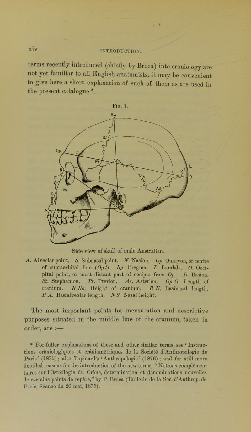 XIV INTHODUCTIOX. terms recently introduced (chiefly by Broca) into craniology are not yet familiar to all English anatomists, it may be convenient to give here a short explanation of such of them as are used in the present catalogue * **. Alveolar point /S'. Subnasal point iV. Nasion. O;?. Ophryon, or centre of supraorbital line (Opt). Bg. Bregina. L. Lambda. O. Occi- pital point, or most distant part of occiput from Op. B. Basiou. fit. Stephanion. Ft. Pterion. As. Asterion. Op O. Lenfftb of cranium. B Bg. Height of cranium. B N. Basinasal length. B A. Basialveolar length. N fi. Nasal height. The most important points for mensuration and descriptive purposes situated in the middle line of the cranium, taken in order, are :— * For fuller explanations of these and other similar terms, see ‘ Instruc- tions craniologiques et craniom^triques de la Soci6td d’Anthropologic de Paris’ (1876); also Topinard’s ‘Anthropologie’ (1876) ; and for still more detailed reasons for the introduction of the new terms, “ Notions compl^men- taires sur I’Ostdologie du Crane, determination et denominations nouvelles de certains points de repere,” by P. Broca (Bulletin de la Soc. d’Anthrop. de Pari.s, Seance du 20 mai, 1876). A Side view of skull of male Australian.