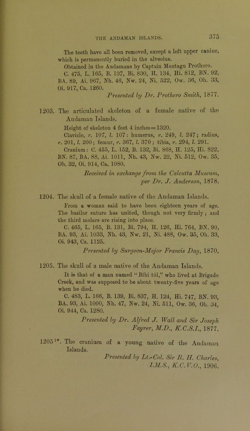 The teeth have all been removed, except a left upper canine, which is permanently buried in the alveolus. Obtained in the Andamans by Captain Montagu Prothero. C. 475, L. 165, B. 137, Bi. 830, H. 134, Hi. 812, BN. 92, BA. 89, Ai. 967, Nh. 46, Nw. 24, Ni. 522, Ow. 36, Oh. 33, Oi. 917, Ca. 1260. Presented by Dr. Prothero Smith, 1877. 1203. The articulated skeleton of a female native of the Andaman Islands. Height of skeleton 4 feet 4 inches=1320. Clavicle, r. 107, 1. 107: humerus, r. 249, 1. 247; radius, r. 201, 1. 200; femur, r. 367, 1. 370; tibia, r. 294, 1. 291. Cranium: C. 455, L. 152, B. 132, Bi. 868, H. 125, Hi. 822, BN. 87, BA. 88, Ai. 1011, Nh. 43, Nw. 22, Ni. 512, Ow. 35, Oh. 32, Oi. 914, Ca. 1080. Received in exchange from the Calcutta Museum, per Dr. J. Anderson, 1878. 1204. The skull of a female native of the Andaman Islands. From a woman said to have been eighteen years of age. The basilar suture has united, though not very firmly ; and the third molars are rising into place. C. 465, L. 165, B. 131, Bi. 794, H. 126, Hi. 764, BN. 90, BA. 93, Ai. 1033, Nh. 43, Nw. 21, Ni. 488, Ow. 35, Oh. 33, Oi. 943, Ca. 1125. Presented by Surgeon-Major Francis Day, 1870. 1205. The skull of a male native of the Andaman Islands. It is that of a man named “ Bibi tol,” who lived at Brigade Creek, and was supposed to be about twenty-five years of age when he died. C. 483, L. 166, B. 139, Bi. 837, H. 124, Hi. 747, BN. 93, BA. 93, Ai. 1000, Nh. 47, Nw. 24, Ni. 511, Ow. 36, Oh. 34, Oi. 944, Ca. 1280. Presented by Dr. Alfred J. Wall and Sir Joseph Fayrer, M.D., K.C.S.I., 1877. 1205^*. The cranium of a young native of the Andaman Islands. Presented by Lt.-Col. Sir R. H. Charles, I.M.S., K.C.V.O., 1906.