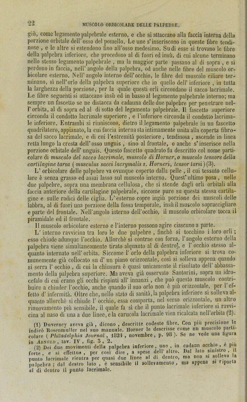 giü, cornc legamento palpebrale esterno, e che siattaccano alla faccia interna della porzione orbitale dell’osso del pomello. Le une s’inseriscono in queste fdjre tendi- nose , e le altre si eslendono tino all’osso medesimo. Sudi esse si trovano le fibre della palpcbra inferiore, che procedono al di fuori ed insu, di cui alcune terminano nello stesso legamento palpebrale , ma la maggior parte passano al di sopra , e si pcrdono in faccia, nell’ angolo della palpebra, od anche nelle fibre del muscolo or- bicolare esterno, Nell’angolo interno dell’occhio, le fibre del muscolo ciliare ter- minano, si nell’orlo della palpebra superiore che in quello dell’ inferiore , in tutta la larghezza della porzione, per la quäle questi orli circondano il sacco lacrimale. Le fibre segue'nti si attaccano insu ed in bassoal legamento palpebrale interno; ma sempre un fascetto se ne distacca da cadauna delledue palpebre per penetrare nel- 1’ orbita, al di sopra ed al di sotto del legamento palpebrale. II fascetto superiore circonda il condotto lacrimale superiore , e l’inferiore circonda il condotto lacrima- le inferiore. Entrambi si riuniscono, dietro il legamento palpebrale iu un fascetto quadrilatero, appianato, la cui faccia interna sla intimamente unita alla coperta fibro- sa del sacco lacrimale, e di cui l’estremitä posteriore , tendinosa , ascende in linea rettalungo lacresta dell’osso unguis , sino al frontale, o anche s’inserisce nella porzione orbitale dell’ unguis. Questo fascetto quadrato fu descritto col nome parti- colare di muscolo del sacco lacrimale, muscolo di Horner, o muscolo tensore della cartilagine tarsa (musculus sacci lacrymalis s. Horneri, tensor larsi)(3). L’ orbicolare delle palpebre va ovunque coperlo dalla pelle , il cui lessuto cellu- lare e senza grasso ed assai lasso sul muscolo interno. Quest'ultimo posa , nelle due palpebre, sopra una membrana cellulosa, che si stende dagli orli orbitali alla faccia anteriore della cartilagine palpebrale, siccome pure su questa stessa cartila- gine e sulle radici delle ciglia. L’esterno copre ingiii porzione dei muscoli delle fabbra, al di fuori una porzione della fossa temporale, insüil muscolo sopraccigliare e parte del frontale. Nell'angolo interno dell’occhio, il muscolo orbicolare tocca il piramidale ed il frontale. 11 muscolo orbicolare esterno e l’interno possono agire ciascuno a parte. L’ interno ravvicina tra loro le due palpebre , finchö si tocchino i loro orli; esso cliiude adunquc l’occhio. Allorchö si contrae con forza, 1’ angolo esterno della palpebra viene simullaneamente tirato alquanto al di dentro], e 1’ occhio stesso al- quanto internalo nell’orbita. Siccome 1’ orlo della palpebra inferiore si trova co- munemente giä collocato su d’ un piano orizzontale, cosi si solleva appena quando si serra 1’ occhio , di cui la chiusura ä quasi unicamcnte il risultato dell’ abbassa- mento della palpebra superiore. Maaveva giä osservato Santorini, sopra un idro- cefalo di cui erano gli occhi rispinti all’ innanzi, che puö questo muscolo contri- buire a chiuder 1’occhio, anche quando il suo orlo non ö piii orizzontale, per 1 el- felto d’ infermilä. Oltrc che, nello stato di sanitä, la palpcbra inferiore si solleva al- quanto allorche si cliiude 1’ occhio, essa comporta, nel verso orizzontale, un altro rinnovamento piü sensibile, il quäle fa s'i che il punto lacrimale inferiore si ravvi- cina al naso di una a due linee,e la carucola lacrimale vien ricalcata nell orbita (2). (1) Duverncy avcva giä , dicono , descritte codeste fibre, Con piü precisione le jndicö Roscnmuller nel suo manuale. Horner le descrisse come nn muscolo parti- colare ( Philadelphia Journal, 1Ö24 , novcmbre, p. 98 ). Se ne veile una ligura in Absold , tav. IV , fig. 3,2. (2) Dei due movimenti della palpebra inferiore , uno , in forte . e si efTcttua , per cosl dire , a spese dell’ altro. punto lacrimale rientra per quasi due linee al di dentro, palpebra; dal destro lato , 6 sensibile il sollevamcnto , al di dentro il punto lacrimale. carlaan occhio , 6 piü Dal lato sinistro , il ma non si solleva la ma appena si rjporla