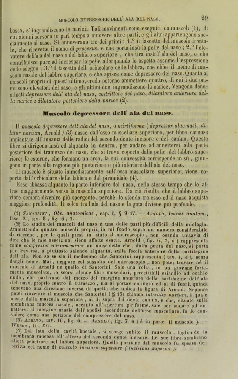 MUSCOLO DErRESSOItE DELL ALA. DEL NASO. bassa, s’ ingran,discouo le narici. Tali movimenti sono eseguiti du muscoli (I), di cui al’cuni servono in pari tempo a muovcre altre parti, e gli altri apparlengono spe- cialmente al naso. Si annoverano tre dei primi : l .° il fascetto del muscolo fronta- le, che ricevette il nome di proccrus, c che porla insu la pelle del naso ; 2.° 1 ele- vatore dell’ala del naso e del labbro superiore , che lira insii Y ala del naso, e che rontribuisce pure ad increspar la pelle allorquando lo aspetto assume 1’espressione dello sdegno ; 3.° il fascetto dell’ orbicolare delle labbra, che ebhe il nome di mu- scolo nasale del labbro superiore, e che agisce come depressore del naso. Quanto ai muscoli proprii di quest’ ultimo, credo poterne ammcttere quattro, di cui i due pri- mi sono elevatori del naso, e gli Ultimi due ingrandiscono la narice. Vengono deno- minati depressore dell’ ala del naso, costrittore del naso, dilatatore anteriore del- la narice e dilatatore posteriore della narice (2). Muscolo depressore dell’ »la del naso. Il muscolo depressore dell'ala del naso, o mirliforme ( depressor alae nasi, di- lator naiium, Arnold) (3) nasce dall’osso mascellare superiore, per libre carnose impiantate all’ innanzi delle radici del secondo dente incisore e del canino. Qucste libre si dirigono insii ed alquanto in dentro , per andare ad anneltersi alla parte posteriore del tramezzo del naso, che si trov a coperlo dalla pelle del labbro supe- riore; le esterne, che formano un arco, la cui convessilä corrisponde in sü , giun- gono in parte alla regione piii posteriore e piii inferiore dell’ala del naso. 11 muscolo ö situato immediatamente sull'osso mascellare superiore; \iene co- perto dall’ orbicolare delle labbra e dal piramidale (4). Esso abbassa alquanto la parte inferiore del naso, nello stesso tempo che lo at- trae maggiormente verso la rnascella superiore. Da ciö risulta che il labbro supe- riore sembra divenire piii sporgente, perchfc lo sfondo tra esso ed il naso acquista niaggiore profondilä. 11 solco tra l'ala del naso e la gota diviene piii prol'ondo. (1) Santorini , Obs. anatomicae , cap. I, § 9-17. —Arnold, Icones anatom., fase. 2 , iav. 8 , %. 6, 7. (3) Lo sludio dei muscoli del naso k una delle parti piü diflicili della miologia. Ammettendo quattro muscoli proprii, io mi fondo sopra un numero considcrabile di ricercbe , per le quali presi in aiuto il microsropio , non osando tultavia di dire che le mie asserzioni sieno affalto csatle. Arnold ( fig. 6, 7, o ) rappresenta come coinpressor narium minor un muscolelto che, dalla pnnia del naso, si porta per Iraverso, o piuttosto salendo alquanto, sulla faccia anteriore della carlilagiue dell’ alu. Non so se sia il medesimo che Santorini rappresenta ( tav. I, e ), senza dargli nome. Mai , nep,purc col sussidio del microsropio , non potei trovare nü il muscolo di Arnold n6 quello di Santorini. Solo una rolia , in un giovanc forte- mente muscolato, io scorsi alcune libre muscolari, perceltibili eziandio ad occliio nudo , che partivano dal mezzo del margine anteriore della cartilagine dell’ ala del naso, proprio contro il tramezzo , tna si porlavano ingitt ed al di fuori, quindt tenevano uua direzione inversa di quella che indica la b'gura di Arnold. Neppure potei rinvenire il muscolo che Santorini (§13) chiama lateralis narium, il quäle nascc dalla rnascella superiore , al di sopra del dente canino, e che, situato sulla membrana nuicosa nasale, accanto all’apertura piriforme, sale per andare ad cn- nettersi al maTgine nasale dell'apoßsi ascendcnte dell'osso mascellare. Io Jo con- sidero come una porzione del compressore del naso. (5) Albino, tav. U , fig. ö. — Arnold , fig. 7 n ( d in parte il muscolo ). — Weber , Il, xir. ' (4) Dal lato della cavitä buccale , si scorge subito il muscolo , togliendo la membrana mucosa all’ altezza del secondo dente incisore. Le sue fibre sembrano »Hora penelrare nel labbro superiore. Quella porzione del muscolo fu spesso de- scritta col nome di muscolo incisore superiore ( incisious superior).