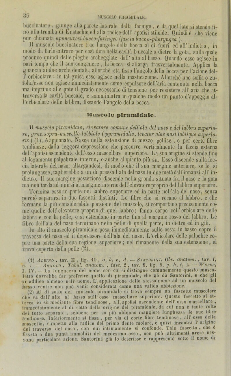 MUSCOLO l'IHAMIDALE. 30 buccinatore , giungö ulla purete laterale della faringe , e da quel lato si stende fi- no alla Irombu di Eustachio ed alla radicedcll’ apolisi stiloide. Quindi 6 che viene pur chiamata aponeurosi bucco-faringeo (fascia bucco-phai'yngea ). II muscolo buccinatore trae l'angolo della bocca al di fuori cd all’ indietro , in modo da farloentrarc per cosi dire nella cavita b uccale o dietro la gola, sulla quäle produce quindi delle piegho archeggiate dall’ alto al basso. Quando esso agisce in pari tempo che il suo congcnere , ia bocca si allarga trasversalrricnle. Applica la guancia ai due arcln dentali, allorche sta fisso l’angolo della bocca per l’azionedel- 1’ orbicolare : in tal guisa esso agisce nella masticazione. Allorchö uno soffia o zu- fola,'esso non agisce immediatamente come espulsore dell’aria contenuta nella bocca ma imprime alle goto il grado necessario di lensione per rcsistere all’ aria che at- traversa la caviti buccale, e somministra in qualche modo un punto d’appoggio al- l’orbicolare delle labbra, fissando l’angolo della bocca. Muscolo psramiclalc. 11 muscolo piramidale, elcvatore comune dell’ala del naso e del labbro superio- re, gran sopra-mascello-labbiale (pyramidalis, levalor alae nasi labiique superio- ris) (1), happianato. Nasce nella estensione di mezzo pollice , e per certe fibre tendinose, dalla leggera depressione che percorre verticalmente la faccia esterna dell’apofisi ascendente dell’osso mascellare superiore. La sua origine si stende fino al legamento palpebrale interno, oanche alquanto piii su. Essodiscende sulla fac- cia laterale del naso, allargandosi, di modo che il suo margine anteriore, se lo si prolurigasse, taglierebbe a un di presso l’ala del naso in due melädall’innanzi all’ in- dietro. 11 suo margine posteriore discende nella gronda situala fra il naso e la gota ma non tarda ad unirsi al margine interno dell’elevatore proprio del labbro superiore. Termina esso in parte nel labbro superiore ed in parte nell’ala del naso, senza perciö separarsi in due fascetti distinti. Le fibre che si recano al labbro, e che formano la piii considerabile porzione del muscolo, si comportano precisamenle co- me quelle dell’elevatore proprio di quel labbro; fanno corpo coli’orbicolare delle labbra e con la pelle, e si estendono in parte fino al margine rosso del labbro. Le fibre dell’ala del naso terminano nella pelle di quella parte, in dietro ed in giii. ln alto il muscolo piramidale posa immediatamente sulle ossa; in basso copre il traverso del naso ed il depressore dcll’ala del naso. L'orbicolare delle palpebre co- prc una parte della sua regione superiore; nel rimanente della sua estensione, si trova copcrto dalla pelle (2). (1) Albino . tav. II , fig. 10, a, b, c, d. — Santorini, Obs. analem. , tav. I, s. t. — Arnold , Tabul. anatom. , fase. 2, tav. 8, fig. 6, g, h, i, k. — Weber, I. IV.— l.a lunghezza del nome con cui si distingue comunemcnte questo niusco- letlo dovrebbe far preferire quello di piramidale, che gli da Sanlorini, e che gli <ti addice almcno nell’uorno. L'applicazione del lo stesso nome ad un muscolo del basso ventre non puö venir considerata come una valida obbiezione. (2) AI di soilo del muscolo piramidale si trova sempre un fascetto mnscolare che va dall’ alto al basso sull’ osso mascellare superiore. Questo fascetto si at- lacca in sü mediante fibre tendinose, all', apofisi ascendente dell’osso mascellare, immediatamente al di sotto della origine del piramidale, da cui non 6 tante volte del tulto separalo , sebbene per lo piii abbiano maggiore lunghezza le sue fibre tendinose. Inferiormente si fissa , per via di corte libre tendinose , all’ osso della mascella, rimpetto alla radice del primo dente molare, e quivi incontra 1’origine del traverso del naso , con cui intimamerue si confonde. Tale fascetto , che ö fissato a due punti immobili del medesimo osso, non puö altrimenti avere nes- suna particolare azionc. Santorini gia lo dcscrisse e rnppresentö sotto il nome di