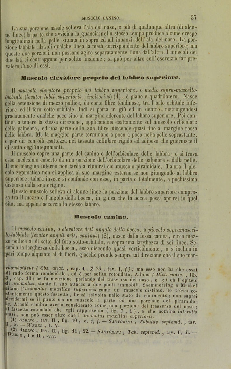 La sua porzione nasale sollcva l’ala ilel riaso, e piii di qualunque allra (di alcu- ne linec) la parte che avvicina la guancia;nello stesso tcmpo produce alcune crespe iongitudiqjdi nclla pelle situata in sopra cd aU’innanzi dell'ala del naso. La por- zione labbiale alza di qualche linea la metä corrispondcntc del labbro superiore; ma quesle due porzioni non possono agire separatamente l’una daH’altra. I muscoli dei due lati si eoniraggono per solilo insieme ; si puö per allfo coÜ’escrcizio far pre- valerc l’uno di essi. lliiscolo elevatore proprio del lalihro superiore. 11 muscolo elevatore proprio del labbro superiore, o medio sopra-mascello- labbiale (levator labil superioris, incisorius) (1), b piano c qnadrilatero. Nascc nclla cstensione di mezzo pollice, da corte fibre tendinose, tra l’orlo orbitale infe- riore ed il foro sotto orbitale. Indi si porta in giii cd in dentro, ristringendosi gradatamente qualche poco sino al rnargine aderente del labbro superiore. Poi Con- tinua a tcncre la stessa direzionc, applicandosi esattamente sul muscolo orbicolare delle palpebre, ed una parle delie sue libre discende quasi fino al rnargine rosso delle labbra. Ma la maggior parte terminano a poco a poco nclla pelle soprastante, o per dir con piii esaltezza ncl tessuto cellulare rigido ed adiposo che guernisee il di sotto degrintegumenti. Il muscolo copre una parte del canino e dcH’orbicolare delle labbra; c si trova esso mcdesimo coperto da una porzione dcll’orbicolare delle palpebre e dalla pelle. Il suo rnargine interno non tarda a riunirsi col muscolo piramidale. Talora il pic- colo zigomatico non si applica al suo rnargine esterno se non giungendo al labbro superiore, talora invcce si confonde con esso, in parle o totalmcnte, a pocliissima distanza dalla sua origine. Questo muscolo solleva di alcune lince la porzione del labbro superiore compre- sa tra il mezzo e l’angolo dclla hocca, in guisa che la bocca possa aprirsi in quel sito; ma appena accorcia lo stesso labbro. ICIuscoEo ranino. 11 muscolo canino, o elevatore dclV angolo della bocca, o piccolo sopramasccl- do-labbiale (levator anguli oris, caninus) (2), nasce dalla fossa caniria, circa mez- zo pollice al di sotto del foro sotto-orbitale, e sopra una larghezza di sei linee. Se- icondo la larghezza della bocca, esso discende quasi verticalmente , o s’ inclina in ipari tcmpo alquanto al di luori, giacchö prende sempre tal direzionc che il suo mar- whomboideus ( Obs. anat. , cap. I , § 2:5 , tav. T, f); ma esso non ha che assai idi rado forma romboidalc , cd d per solilo rolondalo. Albino ( Hist. musc. , Üb. 3 , cap. 18) ne fa menzione pnilanifo del trasverso del naso , e gli da I' cpiteto Idi anomalus, stante il suo altacco a due punti immobili Soemmerring e Meckel Icitano 1 anomalus maxillae superioris come un muscolo distinto. Io trovai co- slnnlemente questo fascello , bcnsi talvolta nello sialo di rudimento; non saprei ecidermi se il punto sia un muscolo a parte od una porzione del piramida- •? sembra avcrlo considcrato come una porzione del trasverso del naso * „ fa.scctto rotondato che egü rappresenta ( fig. 7 , 1 ) , e che nomina lalerali's r^asi, non puo esser altro che 1 anomalus maxillae superioris. ' (1) Albino , tav. II , ßg. 10 , e, e, f. — Santoiuni , Tabulae septemd. , tav. f j ti— Weber , I. V. II 11 ’ ^ ~~ ^ANTOniNJ > Ta^' septemd., tav. I, L. —