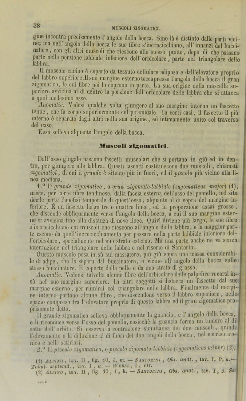 MUSCOLI Z1G0MATICI. gine mcoiitra precisamcnte 1’ angolo della bocca. Sino lä ö distinto dalle parli vici- ne; ma nell angolo della bocca le sue fibre s’incrociccliiano, all’ innanzi del bucci- natore, con gli altri muscoli che riescono allo stesso punto, dopo di che passano parte nella porzione labbiale inferiore dell’ orbicolare , parte nel triangolare delle labbra. 11 muscolo canino e coperto da tessuto cellulare adiposo e dall’elevatore proprio del labbro superiore.Ilsuo margine esternotoccapresso l’angolo della bocca il gran zigomatico, le cui fibre poi lo coprono in parte. La sua origine nella mascella su- periore avvicina al di dentro la porzione dell’ orbicolare delle labbra che si attacca a quel medesimo osso. Anomalie. Vedesi qualche volta giungere al suo margine interno un fascetto tcnue, che fa corpo superiormente col piramidale. Ln certi casi, il fascetto il piü interno ö separate dagli altri nella sua origine, ed intimamente unito col traverso del naso. Esso solleva alquanto l’angolo della bocca. lliiscoli zigomaticl. Dali’ osso giugale nascono fascetti muscolari che si portano in giü ed in den- tro, per giungere alle labbra. Questi fascetti costituiscono due muscoli, chiamati sigomdtici, di cui il grande b situato piü in fuori, ed il piccolo piü vicino alla li- nea mediana. f.° 11 grande zigomatico, o gran zigomato-labbiale (zygomaticus major) (i), nasce, per corte iibre tendinose, dalla faccia esterna dell'osso del pomello, nel sito ttonde parte l’apofisi temporale di quest’ osso, alquanto al di sopra del margine in- feriore. E un fascetto largo tre o quattro linee, ed in proporzione assai grosso , che discende obbliquamente verso l’angolo della bocca, a cui il suo margine ester- no si avvicina tino alla distanza di nove linee. Quivi diviene piü largo, le sue Iibre s’incrocicchiano coi muscoli che riescono all’angolo delle labbra, e la maggior par- le escono da quell’ incrocicchiainento per passare nella parte labbiale inferiore del- l’orbicolare, specialmente nel suo strato estcrno. Ma una parte anche ne va senza interruzione nel triangolare delle labbra e nel risorio di Santorini. Questo muscolo posa in sü sul massatere, piü giü sopra una massa considerabi- le di adipe, che lo separa dal buccinatore, e vicino all’ angolo della bocca sullo stesso buccinatore. ß coperto dalla pelle e da uno strato di grasso. Anomalie. Vedonsi talvolta alcune fibre dell’orbicolare delle palpebrc recarsi in- i sü nel suo margine superiore. In altri soggetti si distacca un fascetto dal suo j margine csterno, per riunirsi col triangolare delle labbra. Finalmente dal margi-j ne interno partono alcune fibre , che discendono verso il labbro superiore , ncllc i spazio compreso tra 1’ elevatore proprio di questo labbro ed il gran zigomatico pro--1 priarnenlc delto. Il grande zigomatico solleva obbliquamente la guancia, e 1’angolo della bocca, e li riconduce verso l’osso del pomello, cosicchü la guancia forma un tumore al di \ sotto dell’orbita. Si osserva la contrazionc sirnultanea dei due muscoli, quindi relevainenlo o la diduzione al di fuori dei due angoli della bocca, nel sorriso iro-j nico e nella satiriasi. . 2.° 11 piccolo zigomatico, o piccolo zigomato-labbiale (zygomaticus minor) (i),, (1^ Albino , tav. II , fig. 10, l. m. — Santobini , Obs. anat. , tav. I, P, u.- } Tub'ul. septemd. , lav. I . — Wbber, l , rti. (•2) Albino , tav. II , fig. 10, i, k. — Santobini , Obs. anat., tav. I, Q. Se