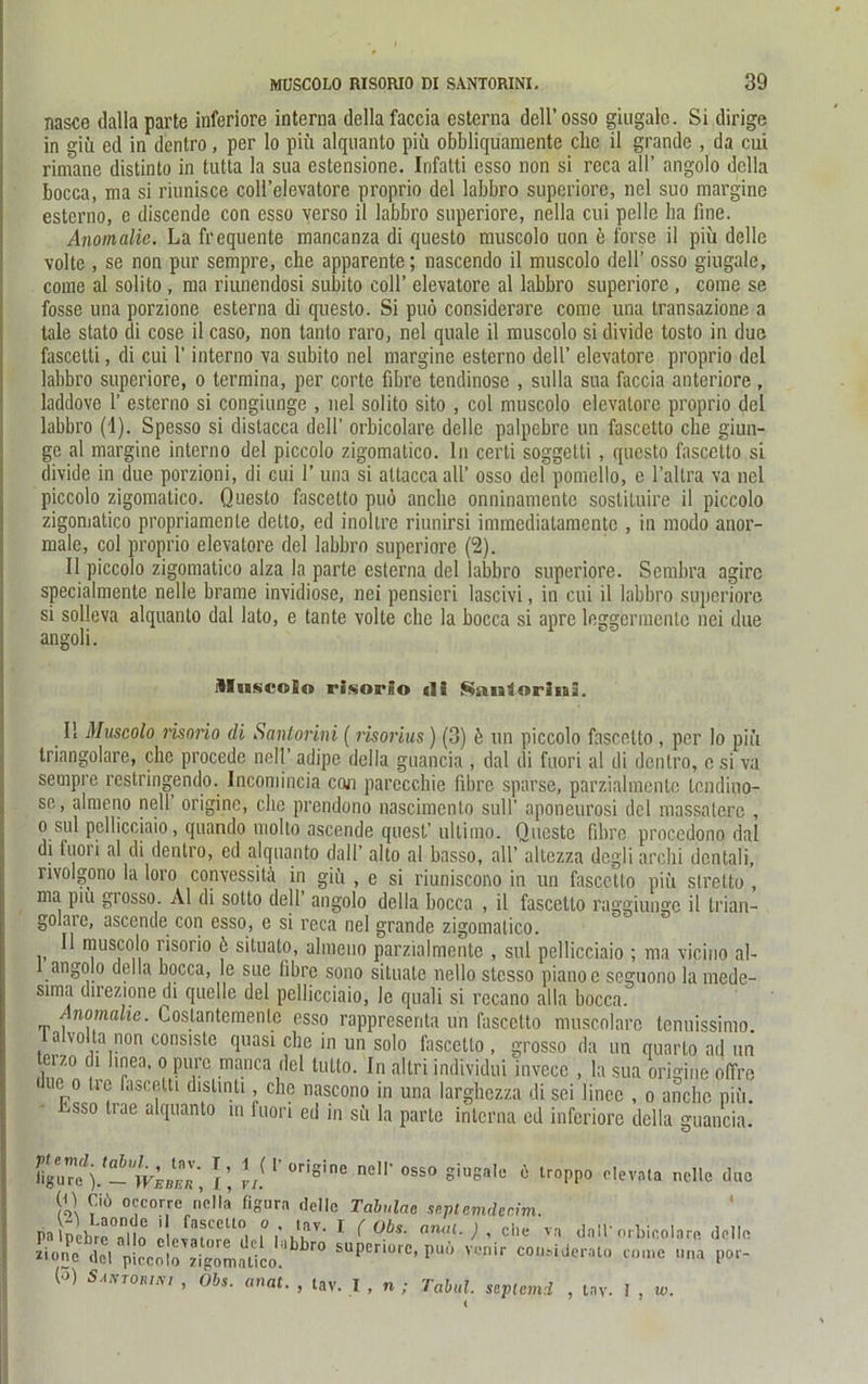 nasce dalla parte inferiore interna della faccia esterna dell’osso giugalo. Si dirige in giü ed in dentro, per Io pifi alqnanto piii obbliquamente ehe il grande , da cui rimane distinto in tutta la sua estensione. Infatti esso non si reca all’ angolo della bocca, ma si riunisce coll’elevatore proprio del labbro superiore, nel suo margine esterno, e discendc con esso verso il labbro superiore, nella cui pelle ha fine. Anomalie. La frequente mancanza di questo muscolo uon ö forse il piü delle volte , se non pur sempre, che apparente; nascendo il muscolo dell’ osso giugale, coinc al solito , ma riunendosi subito coli’ elevatore al labbro superiore , come se fosse una porzione esterna di questo. Si puö considerare come una transazione a tale stato di cose il caso, non tanto raro, nel quäle il muscolo si divide tosto in due fascetti, di cui 1’ interno va subito nel margine esterno dell’ elevatore proprio del labbro superiore, o termina, per corte fibre tendinose , sulla sua faccia anteriore, laddove 1’ esterno si congiunge , nel solito sito , col muscolo elevatore proprio del labbro (1). Spesso si distacca dell' orbicolare delle palpebre un fascetto che giun- ge al margine interno del piccolo zigomatico. ln certi soggelti , questo fascetto si divide in due porzioni, di cui 1’ una si allacca all’ osso del pomello, e l’altra va nel piccolo zigomatico. Questo fascetto puö anche onninamentc sostituire il piccolo zigomatico propriamcnle dello, ed inoltre riunirsi immedialamcntc , in modo anor- male, col proprio elevatore del labbro superiore (2). Il piccolo zigomatico alza la parte esterna del labbro superiore. Sembra agirc specialmente nelle brame invidiose, nei pensicri lascivi, in cui il labbro superiore si solleva alquanto dal lato, e tante volte che la bocca si apre leggermcnlc nei due angoli. iUii§colo risorSo tli ^iantorhii. 11 Muscolo risorio di Sanlorini (risorius) (3) ö un piccolo fascetto , per lo piü triangolare, che procede nell’ adipe della guancia , dal di fuori al di dentro, e si va sempre restringendo. Incomincia con parccchie fibre sparse, parzialmente lendino- se, almeno nell’ origine, che prendono nascimento sull’ aponeurosi del massaterc , 0 sul pellicciaio, quando molto ascende quest’ ultimo. Qucste fibre procedono dal di fuori al di dentro, ed alquanto dall’ alto al basso, all’ altczza degli archi dcntali, rivolgono la loro convessitä in giü , e si riuniscono in un fascetto piü slretto , ma piu grosso. Al di sotto dell angolo della bocca , il fascetto raggiungc il trian— golare, ascende con esso, e si reca nel grande zigomatico. 11 muscolo risorio ö situato, almeno parzialmente , sul pellicciaio ; ma vicino al- 1 angolo della bocca, le sue fibre sono situate nello stesso piano e seguono la mede- sima direzione di quelle del pellicciaio, 1c quali si recano aila bocca. Anomalie. Coslantemenlc esso rappresenta un fascetto muscolare tenuissimo. a volta non consiste quasi che in un solo fascetto , grosso da un quarlo ad un terzo di Iinea, o pure manca del tutto. In altri individui invece , la sua origine olTre ' l1er° ,r<; fascftl dislintl > clle nascono in una larghezza di sei lince , o anche piü. • Lsso trae alquanto in fuori ed in sü la parte interna ed inferiore della guancia. U' '■ ori°ine nel1' oss° «losale ö iroppo devala nelle due 01 Cid occorre nella figura delle Tabulae sc.pt cmdecim. PBlpUraleiTa^?ir.’,KKV’ 1 (°bs- dall'orbicolare delle zione dd piccolo zigomalico.'^ SUper,ore’ puo vcmr coiiMdcrato come una por- (0) Santoki»' > Obs. anat. , tav. I , « ; Tabul. septemd , tny. 1 , w.