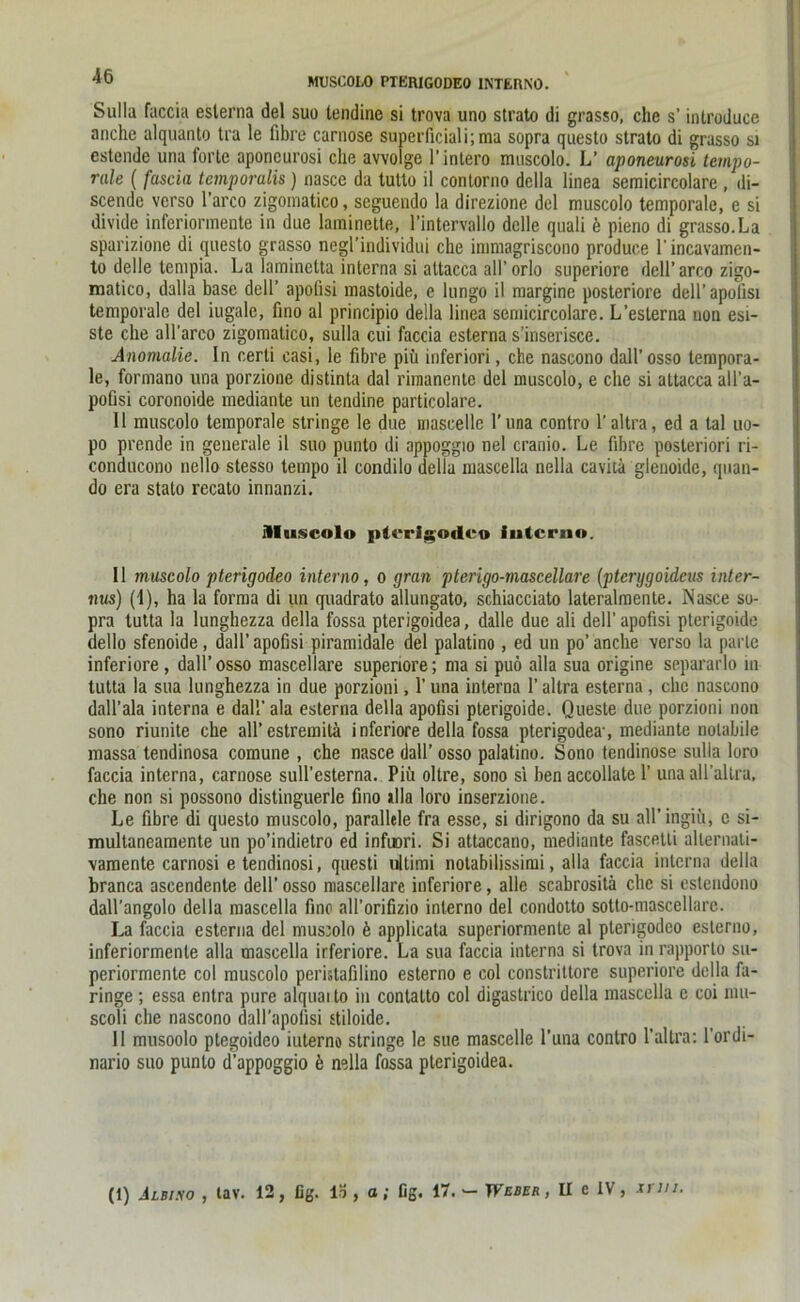 Sulla faccia eslerna del suo tendine si trova uno strato di grasso, che s’ introduce anchc ulquanto tra le fibre carnose superficiali;ma sopra questo strato di grasso si cstende una forte aponeurosi che avvolge l’intero mtiscolo. L’ aponeurosi tempo- rale ( fascia temporalis) nasce da tulto il contorno della linea semicircolare , di- scendc verso l’arco zigomatico, seguendo la direzione del muscolo temporale, e si divide inferiormente in due laminette, l’intervallo dclle quali b pieno di grasso.La sparizione di questo grasso negl’individui che ininiagriscono produee l’incavamen- to delle lenipia. La laminetta interna si attacca all’ orlo superiore dell’arco zigo- matico, dalla base dell’ apofisi mastoide, e lungo il margine posteriore dell’apolisi temporale del iugale, fino al principio della linea semicircolare. L’esterna non esi- ste che all'arco zigomatico, sulla cui faccia esterna s inserisce. Anomalie. In certi casi, le fibre piü inferiori, che nascono dall’osso tempora- le, formano una porzione distinta dal rimanente del muscolo, e che si attacca all’a- pofisi coronoide mediante un tendine particolare. 11 muscolo temporale stringe le due mascelle l’una contro l’altra, ed a tal uo- po prende in generale il suo punto di appoggio nel cranio. Le fibre posteriori ri- conducono nello stesso tempo il condilo della inascella nella cavitä glenoidc, quau- do era stato recato innanzi. Aluscolo picrigodco intern». Il muscolo pterigodeo interne, o gran pterigo-mascellare (ptcrygoideiis inter- nus) (1), ha la forma di un quadrato allungato, schiacciato lateralmente. Nasce so- pra tutta la lunghezza della fossa pterigoidea, dalle due ali dell’apofisi pterigoide dello sfenoide, dall’ apofisi piramidale del palatino , ed un po’anche verso la parle inferiore, dall’osso mascellare superiore; ma si puö alla sua origine separarlo in tutta la sua lunghezza in due porzioni, 1’ una interna 1’ altra esterna, che nascono dall’ala interna e dal' ala esterna della apofisi pterigoide. Queste due porzioni non sono riunite che all’estremitä inferiore della fossa pterigodea , mediante nolabile massa tendinosa comune , che nasce dall’ osso palatino. Sono tendinose sulla loro faccia interna, carnose sull’esterna. Piü oltre, sono si ben accollate 1’ unaall’allra, che non si possono distinguerle fino »Ha loro inserzione. Le fibre di questo muscolo, parallele fra esse, si dirigono da su all’ ingiü, c si- multaneamente un po’indietro ed infuori. Si attaccano, mediante fascetli allernati- vamente carnosi e tendinosi, questi Ultimi notabilissimi, alla faccia interna della branca ascendente dell' osso mascellare inferiore, alle scabrositä che si estendono dall’angolo della mascella fine all’orifizio interno del condotto sotto-mascellare. La faccia esterna del musmlo b applicata superiormente al pterigodeo esterno, inferiormente alla mascella irferiore. La sua faccia interna si trova in rapporto sti- periormente col muscolo peristafilino esterno e col constrittore superiore della fa- ringe ; essa entra pure alquai to in contalto col digastrico della mascella e coi nui- scoli che nascono dall’apofisi stiloide. 11 musoolo ptegoideo iuterno stringe le sue mascelle l’una contro l’altra: l'ordi- nario suo punto d’appoggio b nella fossa pterigoidea.