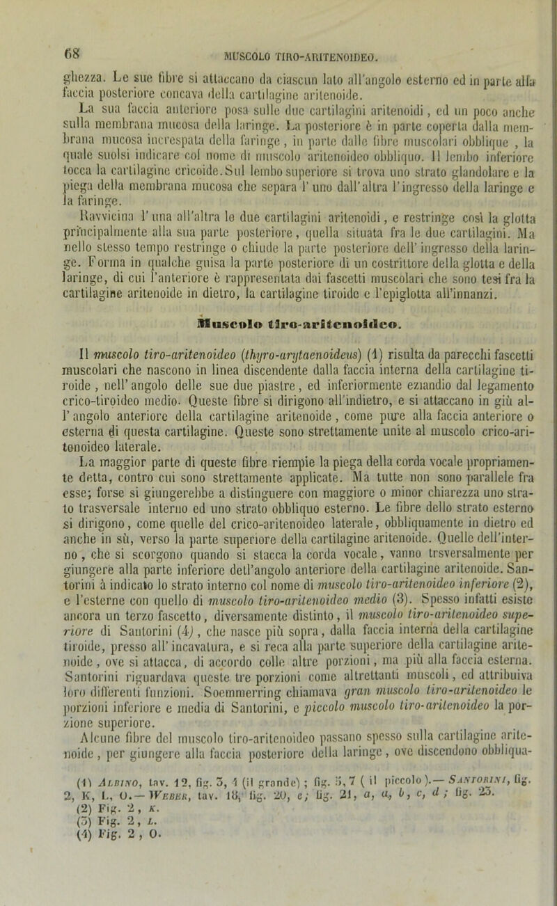 G8 MUSCOLO TIRO-ARITENOIDEO« gliezza. Lc sue fibre si atlaccano da ciascun lato all'angolo estemo cd in parle alla faccia posteriore concava della cartilagine arilcnoide. La sua faccia anteriore posa solle doe cartilagini aritenoidi, ed un poco anclie sulla raerabrana mucosa della laringe. La posteriore h in parle coperla dalla niein- brana mucosa increspala della laringe, in parle dallc fibre muscolari obblique , la finale suolsi indicare col nome di muscolo arilenoideo obbliquo. 11 lembo inferiore tocca la cartilagine cricoide.Sul lembo superiore si trova uno slralo glandolare e la piega della membrana mucosa che separa 1’ uno dall'allra l’ingresso della laringe e la faringe. Ravvicina F una all’altra lo due cartilagini aritenoidi, e restringe cosi la glotta pri'ncipalmente alla sua parle posteriore, quella situata fra le due cartilagini. Ma nello slesso tempo restringe o cliiudc la parle posteriore doll’ ingresso della larin- ge. Forma in qualche guisa la parle posteriore di un costrittore della glotta e della laringe, di cui l’anteriore e rappresentata dai fascetti muscolari che sono tesi fra la cartilagine aritenoide in dietro, la cartilagine liroide c l’epiglotta all’innanzi. Muscvlo tlro-iirltciioiileo. II muscolo tiro-aritenoideo (thyro-arytaenoideus) (1) risulta da parecchi fascetti muscolari che nascono in linea discendente dalla faccia interna della cartilagine ti- roide , nell’ angolo delle sue due piastre, ed inferiormente eziandio dal legamento crico-liroideo medio. Queste fibre si dirigono all’indietro, e si attaccano in giü al- 1’ angolo anteriore della cartilagine aritenoide , come pure alla faccia anteriore o esterna di questa cartilagine. Queste sono strettamente unite al muscolo crico-ari- tonoideo laterale. La maggior parte di queste fibre riempie la piega della corda vocale propriamen- te detta, contro cui sono strettamente applicate. Ma tutte non sono parallele fra esse; forse si giungerebbe a distinguere con maggiore o minor chiarezza uno Stra- to trasversale interno ed uno strato obbliquo esterno. Le fibre dello strato esterno si dirigono, come quelle del crico-aritenoideo laterale, obbliquamente in dietro ed anche in sii, verso la parte superiore della cartilagine aritenoide. Quelle dell’inter- no, che si scorgono quando si slacca la corda vocale, vanno trsversalmente per giungere alla parte inferiore detl’angolo anteriore della cartilagine aritenoide. San- torini ä indicato lo strato interno col nome di muscolo tiro-aritenoideo inferiore (2), e l’csterne con qucllo di muscolo tiro-aritenoideo medio (3). Spesso infatti esiste ancora un terzo fascetto, diversamente distinto, il muscolo tiro-aritenoideo supe- riore di Sanlorini (4) , che nasce piu sopra, dalla faccia interna della cartilagine liroide, presso all’incavalura, e si reca alla parte superiore della cartilagine arile- noide, ove si attacca, di accordo colle altre porzioni, ma piü alla faccia esterna. Santorini riguardava queste tre porzioni come altreltanti muscoli, cd attribuiva loro difierenti funzioni. Soemmerring chiamava grau muscolo tiro-aritenoideo le porzioni inferiore e inedia di Santorini, e piccolo muscolo tiro-aritenoideo la por- zione superiore. Alcune fibre del muscolo tiro-aritenoideo passano spesso sulla cartilagine arilc- noide , per giungere alla faccia posteriore della laringe, ove discendono obbliqua- (11 Albino, tav. 12, fig. 5, \ (il gründe); fig. 3,7 ( il piccolo).— SANronjNi, lig. 2, K, L, 0.— )Vebuu, tav. 13, fig. 20, c; lig. 21, a, t», c, d ; üg. 25. (2) Fig. 2 , A-. (3) Fig. 2, L.