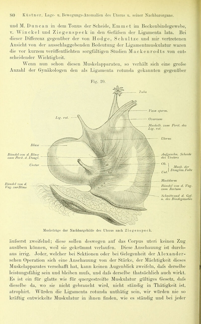 und M. Duncan in dem Tonus der Scheide, Emmet im Beckenbindegewebe, v. Win ekel und Ziegen speck in den Gefäfsen der Ligamenta lata. Bei dieser Differenz gegenüber der von Iiodge, Scliultze und mir vertretenen Ansicht von der ausschlaggebenden Bedeutung der Ligamentmuskulatur waren die vor kurzem veröffentlichten sorgfältigen Studien Mackenrodts von ent- scheidender Wichtigkeit. Wenn nun schon diesen Muskelapparaten, so verhält sich eine grofse Anzahl der Gynäkologen den als Ligamenta rotunda gekannten gegenüber Vasa sperm. Muskelb. zum Pent. des Lig. rot. Uterus Bündel von d. Vag. zum Rectum Schnittrand d. Gef. u. des Bindegewebes Muskelzüge der Nachbargebilde des Uterus nach Ltg. rot. Ovarium Aufgeschn. Scheide des Ureters Ob. | Musk. der rT .] Douglas.Falte / / nt ** Bündel von d. Vag. zur Blase Ureter ... Mastdarm Blase — Bündel von d. Blase zum Perit. d. Dougl. äufserst zweifelnd; diese sollen deswegen auf das Corpus uteri keinen Zug ausüben können, weil sie gekrümmt verlaufen. Diese Anschauung ist durch- aus irrig. Jeder, welcher bei Sektionen oder bei Gelegenheit der Alexander- schen Operation sich eine Anschauung von der Stärke, der Mächtigkeit dieses Muskelapparates verschafft hat, kann keinen Augenblick zweifeln, dafs derselbe leistungsfähig sein und bleiben mufs, und dafs derselbe tliatsächlich auch wirkt. Es ist ein für glatte wie für quergestreifte Muskulatur gültiges Gesetz, dafs dieselbe da, wo sie nicht gebraucht wird, nicht ständig in Thätigkeit ist. atrophirt. Würden die Ligamenta rotunda unthätig sein, wir würden nie so kräftig entwickelte Muskulatur in ihnen finden, wie es ständig und bei jeder