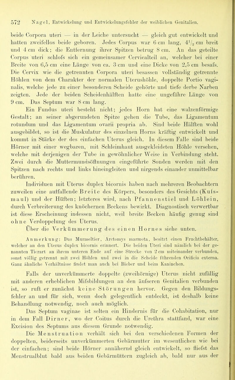 beide Corpora uteri — in der Leiche untersucht — gleich gut entwickelt und hatten zweifellos beide geboren. Jedes Corpus war 6 cm lang, 4J/2 cm breit und 4 cm dick; die Entfernung ihrer Spitzen betrug 8 cm. An das geteilte Corpus uteri sclilofs sich ein gemeinsamer Cervicalteil an, welcher bei einer Breite von 6,5 cm eine Länge von ca. 3 cm und eine Dicke von 2,5 cm besafs. Die Cervix wie die getrennten Corpora uteri besassen vollständig getrennte Höhlen von dem Charakter der normalen Uterushöhle, doppelte Portio vagi- nalis, welche jede zu einer besonderen Scheide gehörte und tiefe derbe Narben zeigten. Jede der beiden Scheidenhälften hatte eine ungefähre Länge von 9 cm. Das Septum war 8 cm lang. Ein Fundus uteri besteht nicht; jedes Horn hat eine walzenförmige Gestalt; an seiner abgerundeten Spitze gehen die Tube, das Ligamentum rotundum und das Ligamentum ovarii propria ab. Sind beide Hälften wohl ausgebildet, so ist die Muskulatur des einzelnen Horns kräftig entwickelt und kommt in Stärke der des einfachen Uterus gleich. In diesem Falle sind beide Hörner mit einer wegbaren, mit Schleimhaut ausgekleideten Höhle versehen, welche mit derjenigen der Tube in gewöhnlicher Weise in Verbindung steht. Zwei durch che Muttermundsöfinungen eingeführte Sonden werden mit den Spitzen nach rechts und links hineingleiten und nirgends einander unmittelbar berühren. Individuen mit Uterus duplex bicornis haben nach mehreren Beobachtern zuweilen eine auffallende Breite des Körpers, besonders des Gesichts (Kufs- maul) und der Hüften; letzteres wird, nach Pfannen stiel und Löh lein, durch Verbreiterung des knöchernen Beckens bewirkt. Diagnostisch verwertbar ist diese Erscheinung indessen nicht, weil breite Becken häufig genug sind ohne Verdoppelung des Uterus. Uber die Verkümmerung des einen Hör ne s siehe unten. Anmerkung: Das Murmeltier, Arctomys marmota, besitzt einen Fruchtbehälter, welcher an den Uterus duplex bicornis erinnert. Die beiden Uteri sind nämlich bei der ge- nannten Tierart an ihrem unteren Ende auf eine Strecke von 2 cm miteinander verbunden, sonst völlig getrennt mit zwei Höhlen und zwei in die Scheide führenden Orificia externa. Ganz ähnliche Verhältnisse findet man auch bei Bieber und beim Kaninchen. Falls der imverkümmerte doppelte (zweihörnige) Uterus nicht zufällig mit anderen erheblichen Mifsbildungen an den äufseren Genitalien verbunden ist, so ruft er zunächst keine Störungen hervor. Gegen den Bildungs- fehler an und für sich, wenn doch gelegentlich entdeckt, ist deshalb keine Behandlung notwendig, noch auch möglich. Das Septum vaginae ist selten ein Hindernis für die Cohabitation, nur in dem Fall Dimer, wo der Coitus durch die Urethra stattfand, war eine Excision des Septums aus diesem Grunde notwendig. Die Menstruation verhält sich bei den verschiedenen Formen der doppelten, beiderseits unverkümmerten Gebärmutter im wesentlichen wie bei der einfachen; sind beide Hörner annähernd gleich entwickelt, so fliefst das Menstrualblut bald aus beiden Gebärmüttern zugleich ab, bald nur aus der